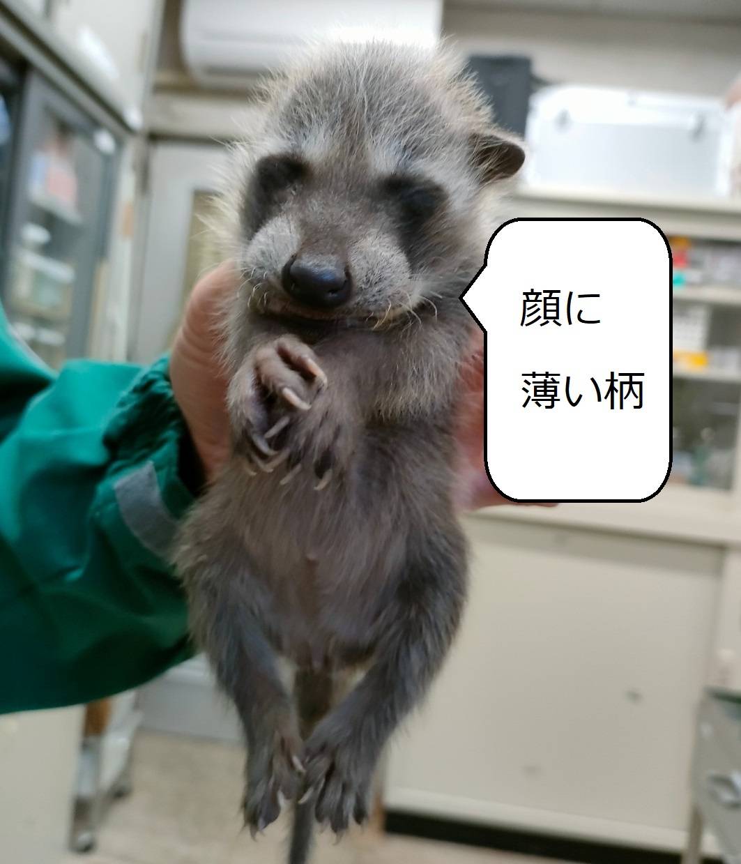 正面からのアライグマの赤ちゃん.jpg