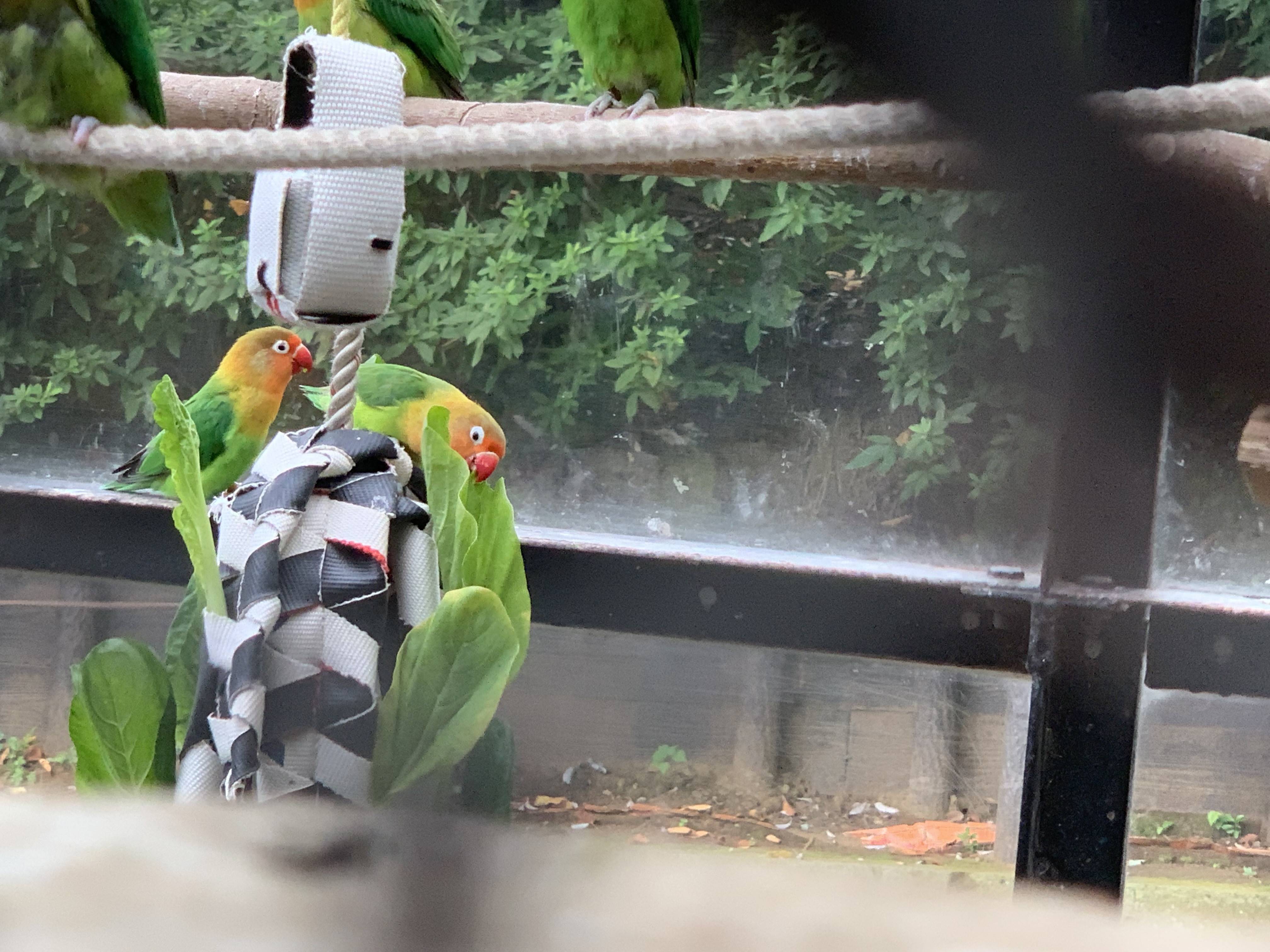 ホースフィーダーに掴まり、小松菜を食べるインコ