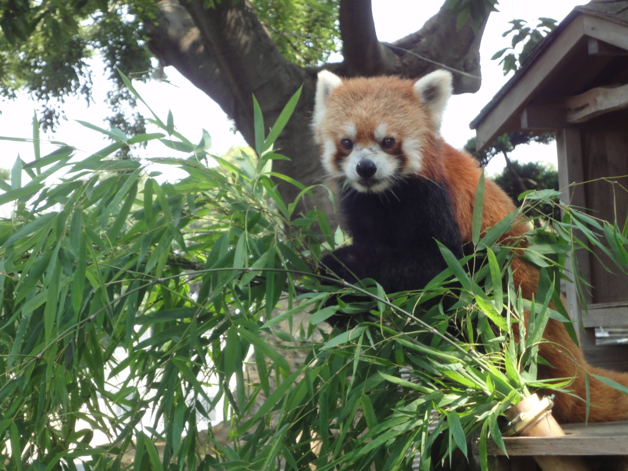 野毛山レッサーパンダヒストリー③～平成・後編～|動物