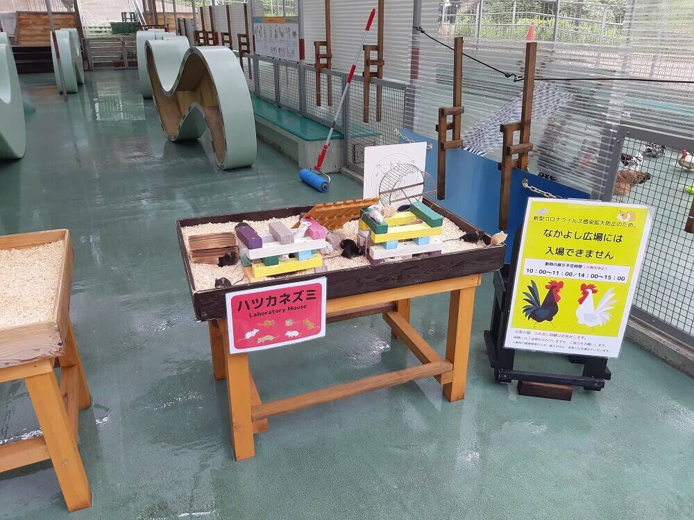 セミ②.jpg