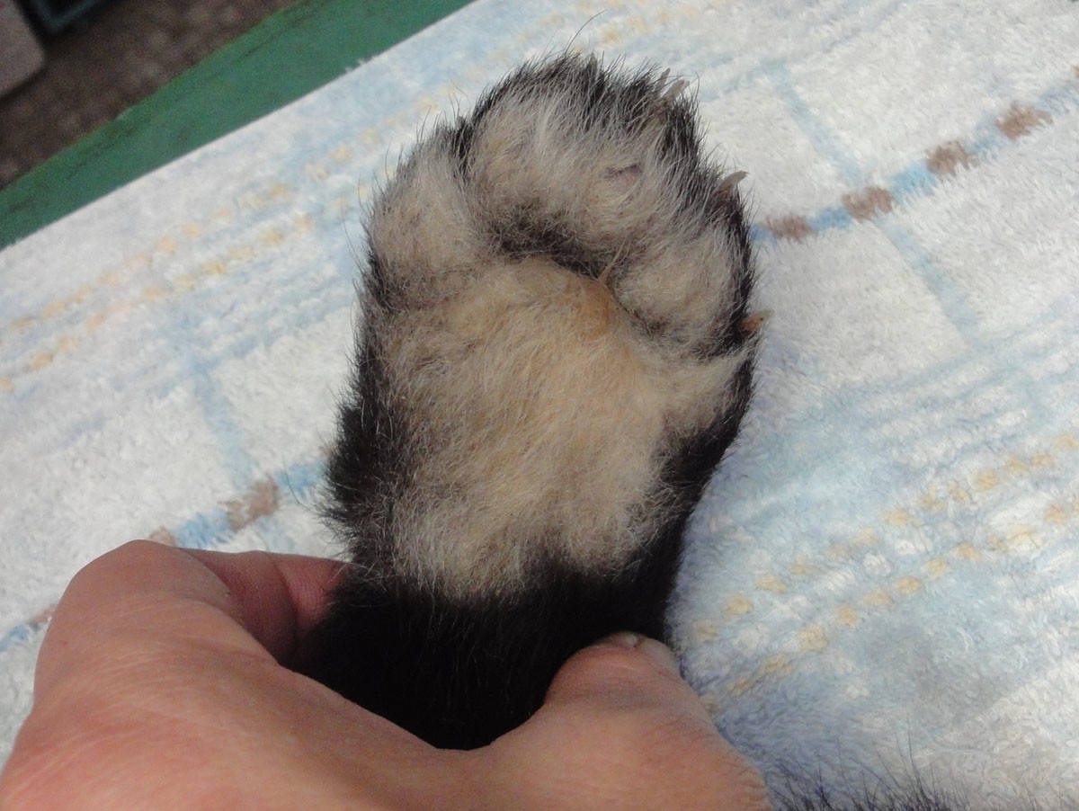肉球くらべ レッサーパンダの巻 ブログ 野毛山動物園公式サイト 公益財団法人 横浜市緑の協会 肉球くらべ レッサーパンダの巻 ブログ 野毛山動物園公式サイト 公益財団法人 横浜市緑の協会