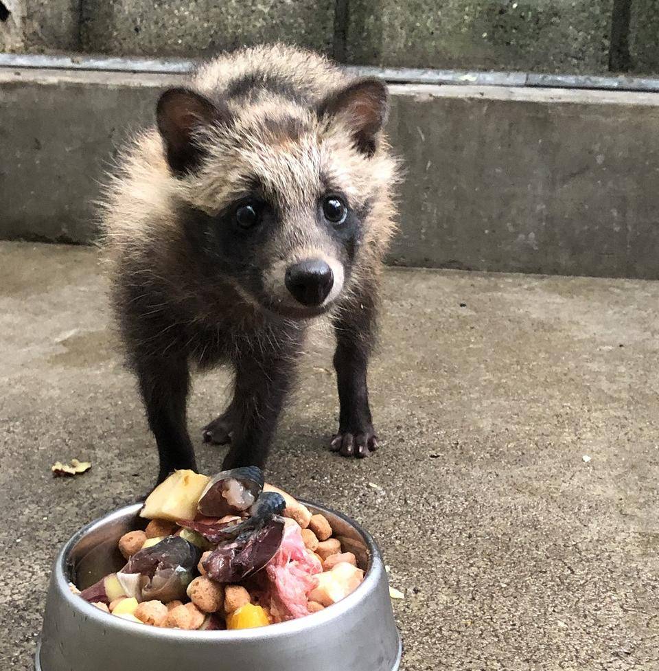 こたぬき成長記録3|動物トピックス｜ブログ|野毛山動物園公式