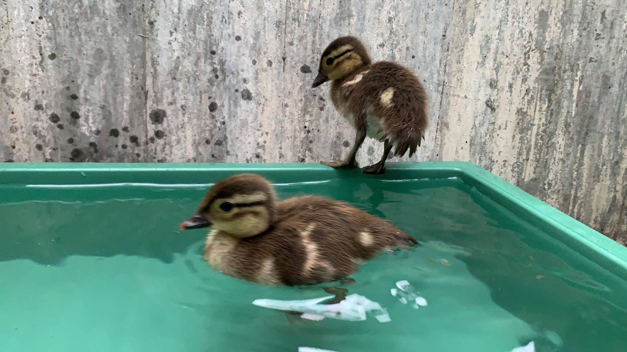 泳いでるオシドリのひな.jpeg