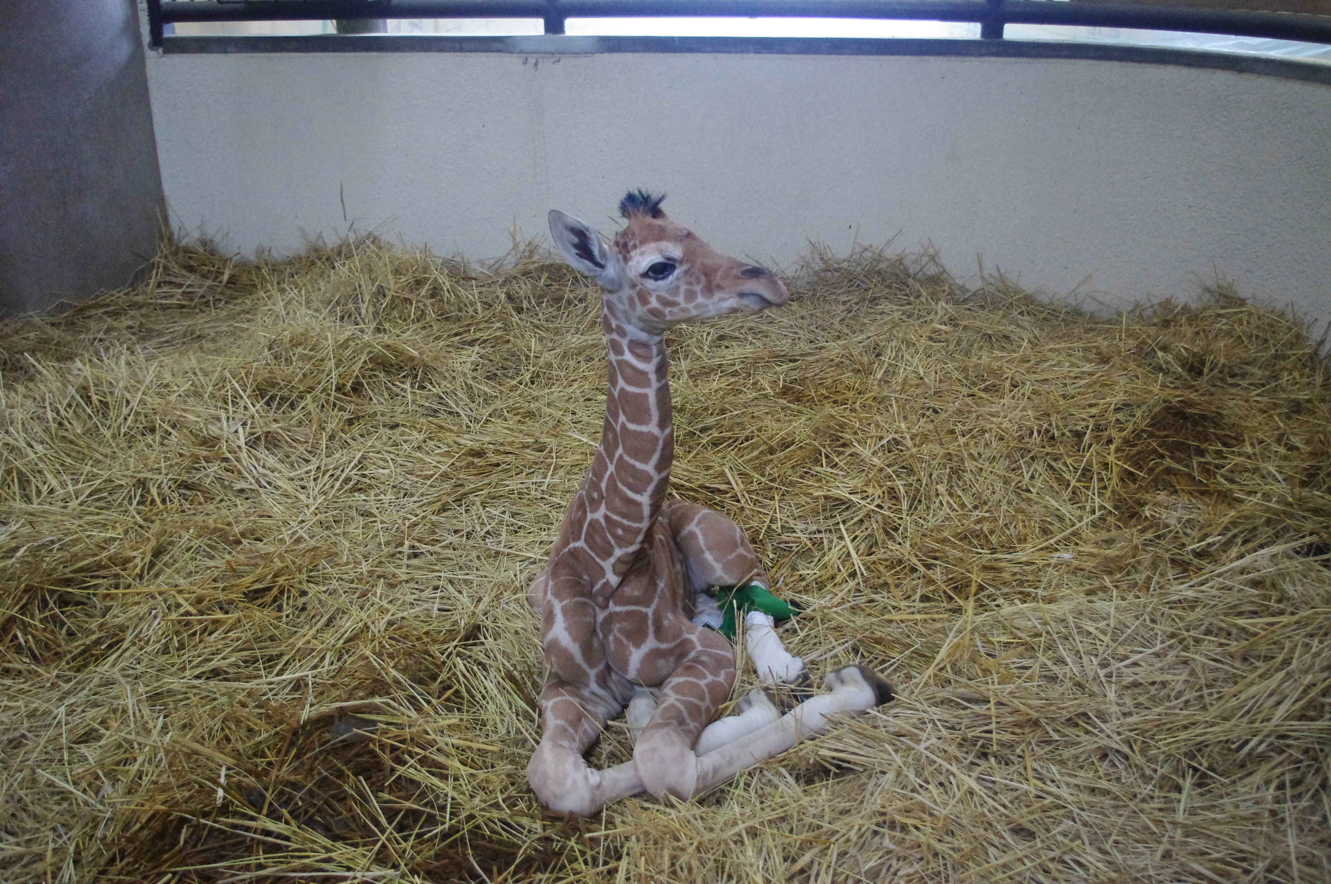 キリンのおへそ 動物トピックス 野毛山動物園公式サイト 公益財団法人 横浜市緑の協会