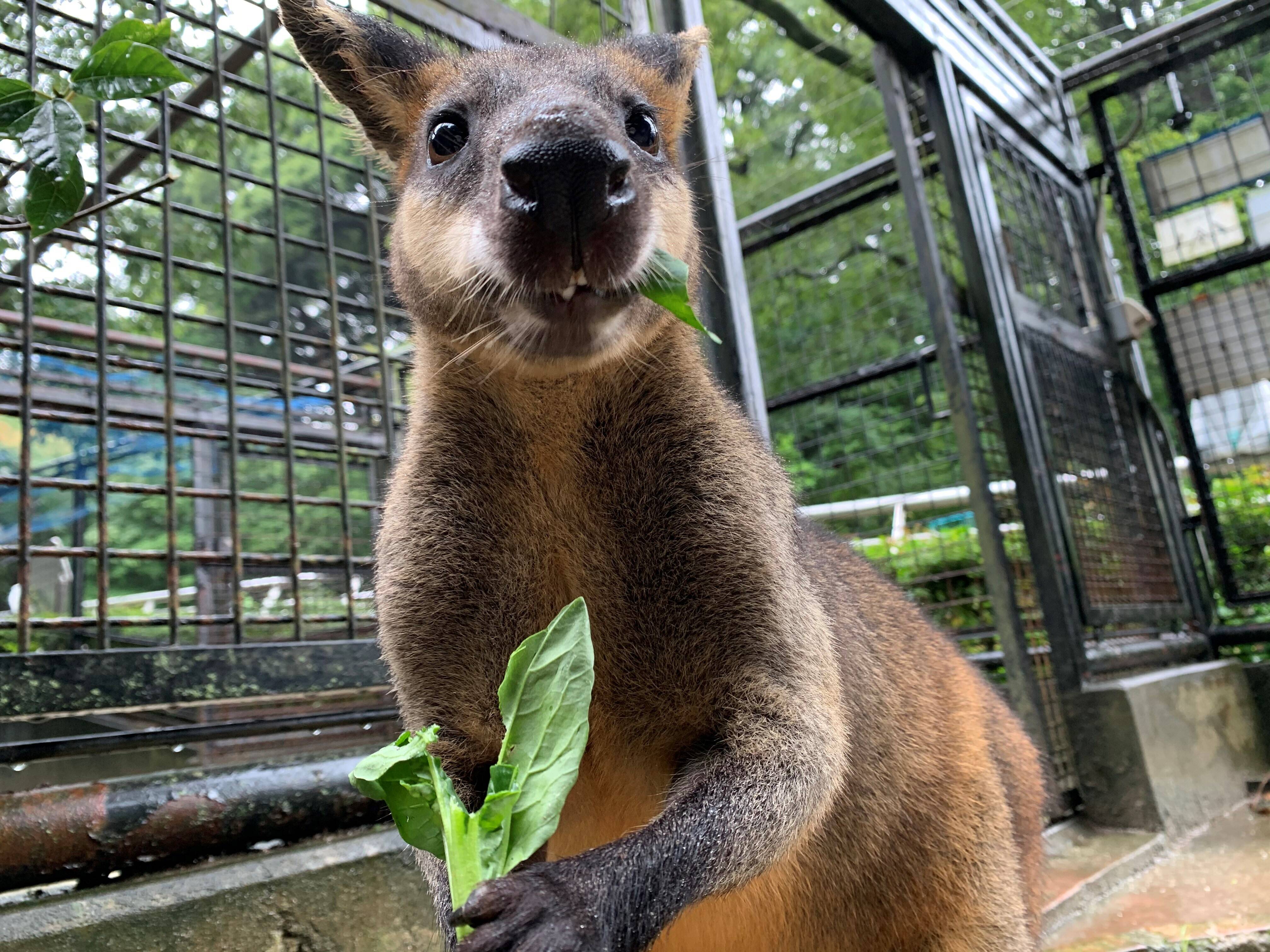 パーシー2 ブログ⑥.jpg