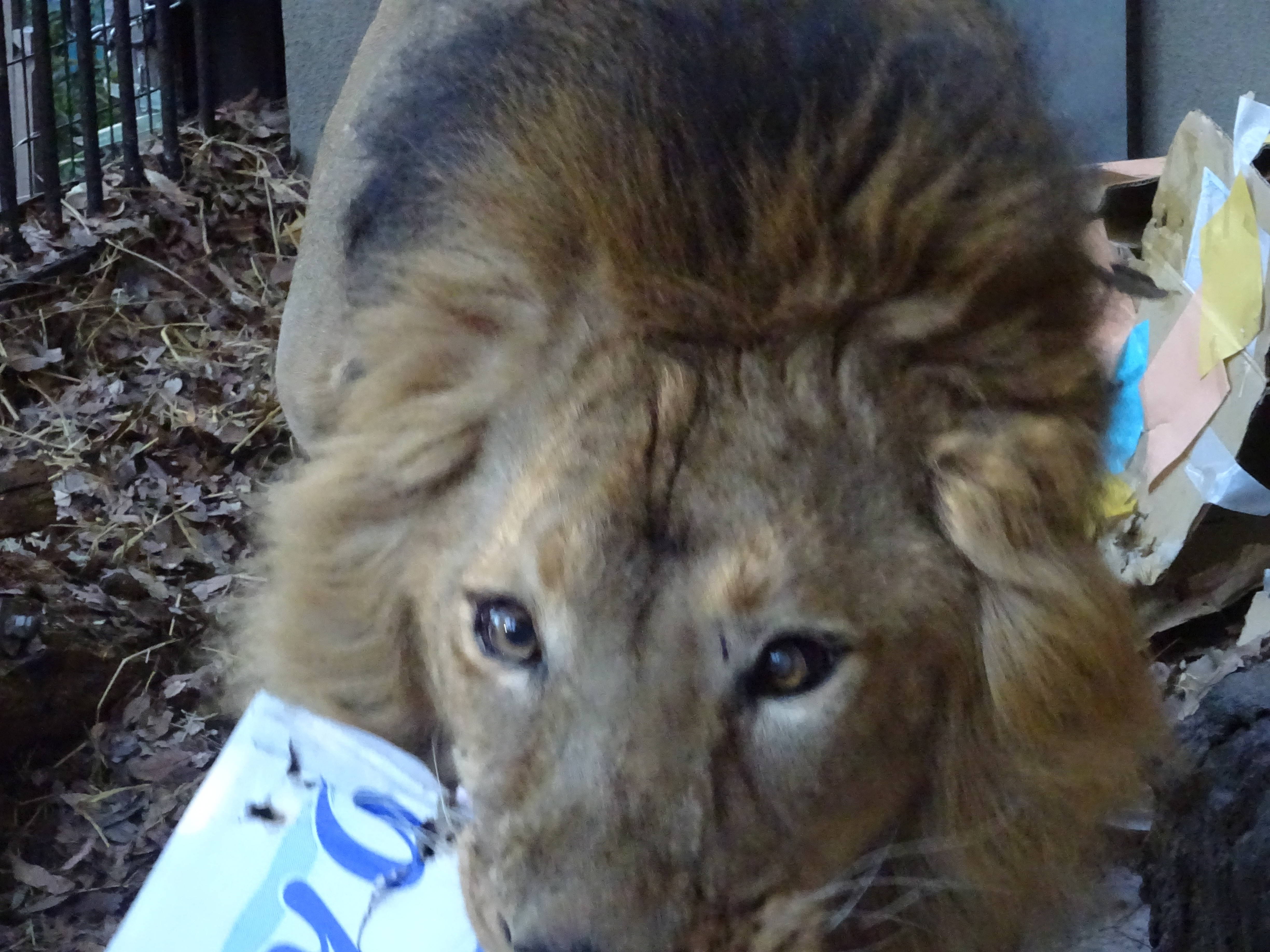 ラージャーの反応は のげやま とらいおん Try On 野毛山動物園公式サイト 公益財団法人 横浜市緑の協会 ラージャーの反応は のげやま とらいおん Try On 野毛山動物園公式サイト 公益財団法人 横浜市緑の協会