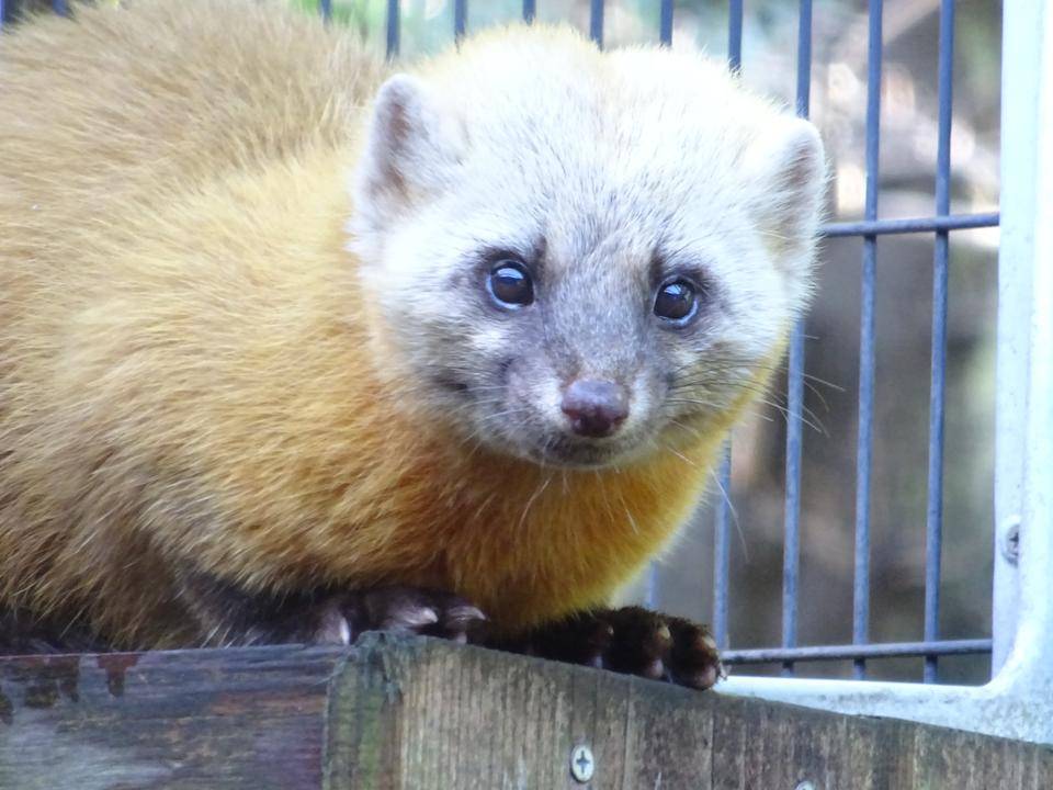 冬のテン 動物トピックス 野毛山動物園公式サイト 公益財団法人 横浜市緑の協会
