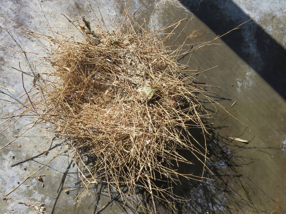 ②古い巣材IMG_3668.jpg