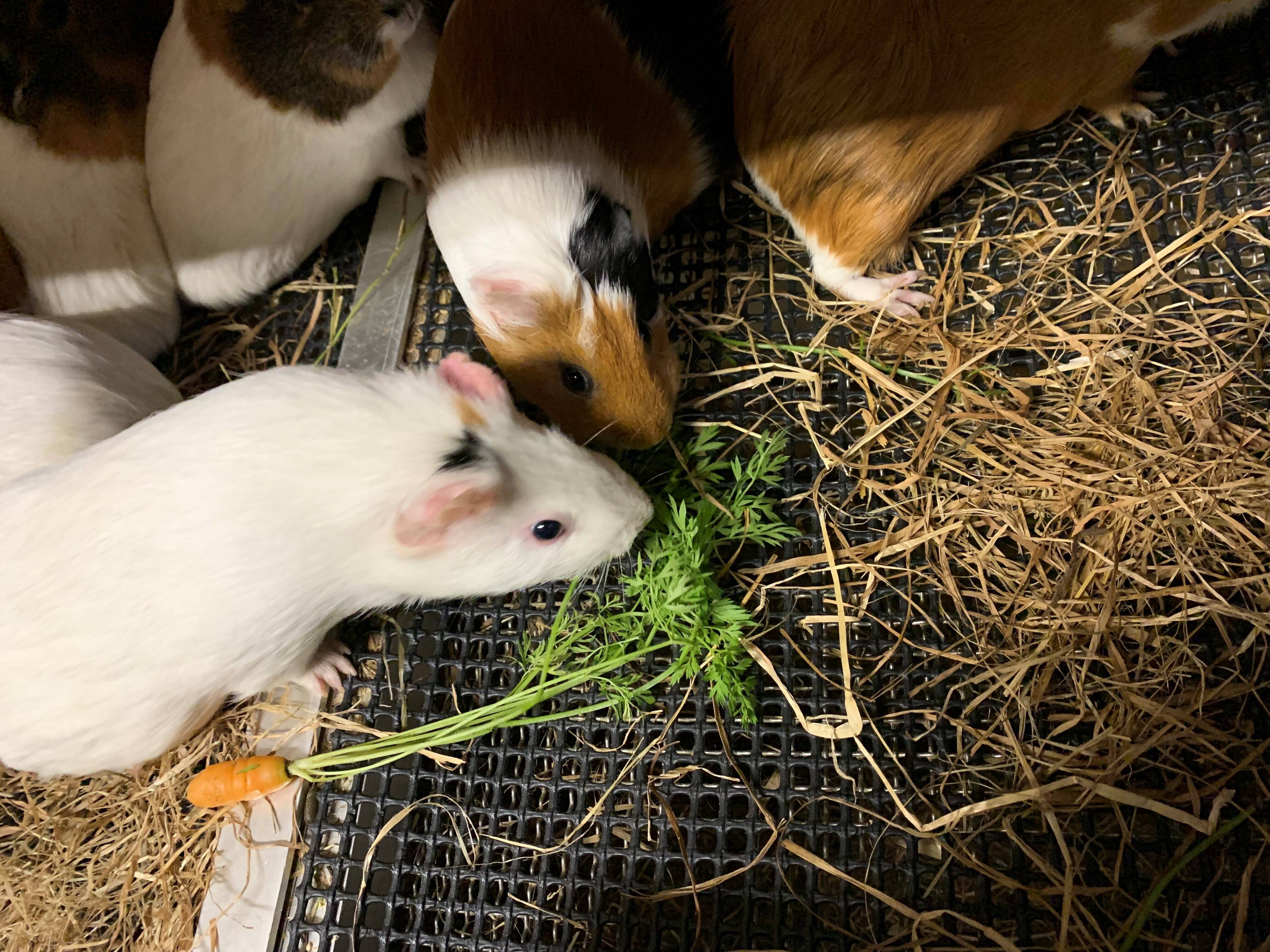 モル 人参⑤.jpg