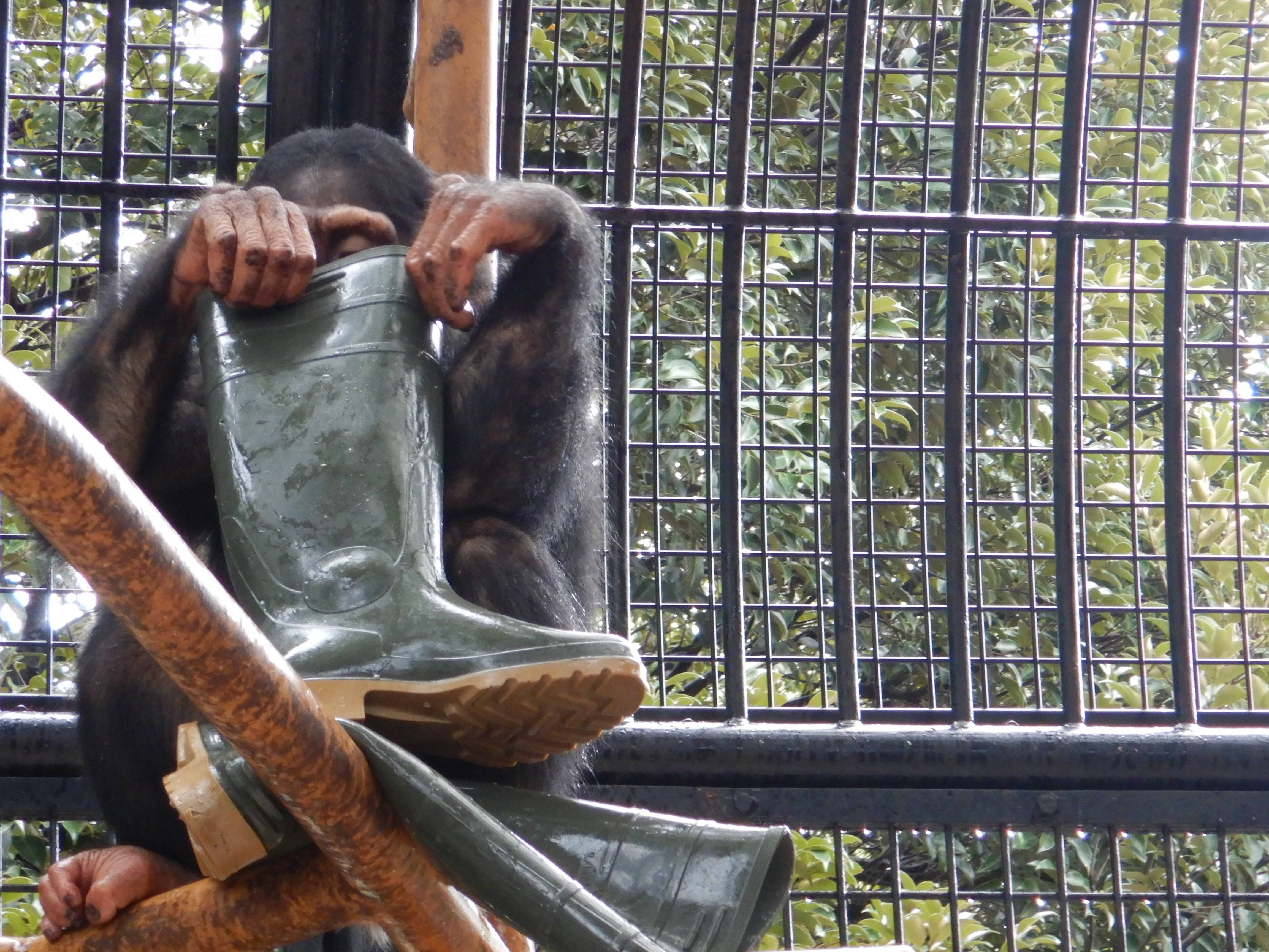 長靴のぞくチンパンジー.jpg