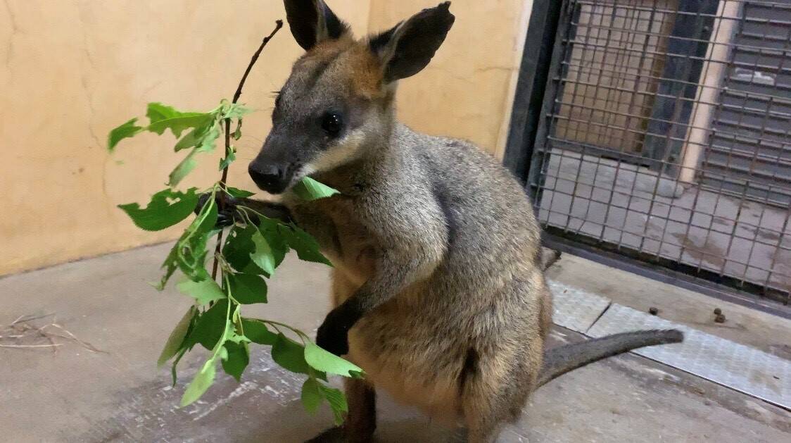 パーシー ブログ③.jpg