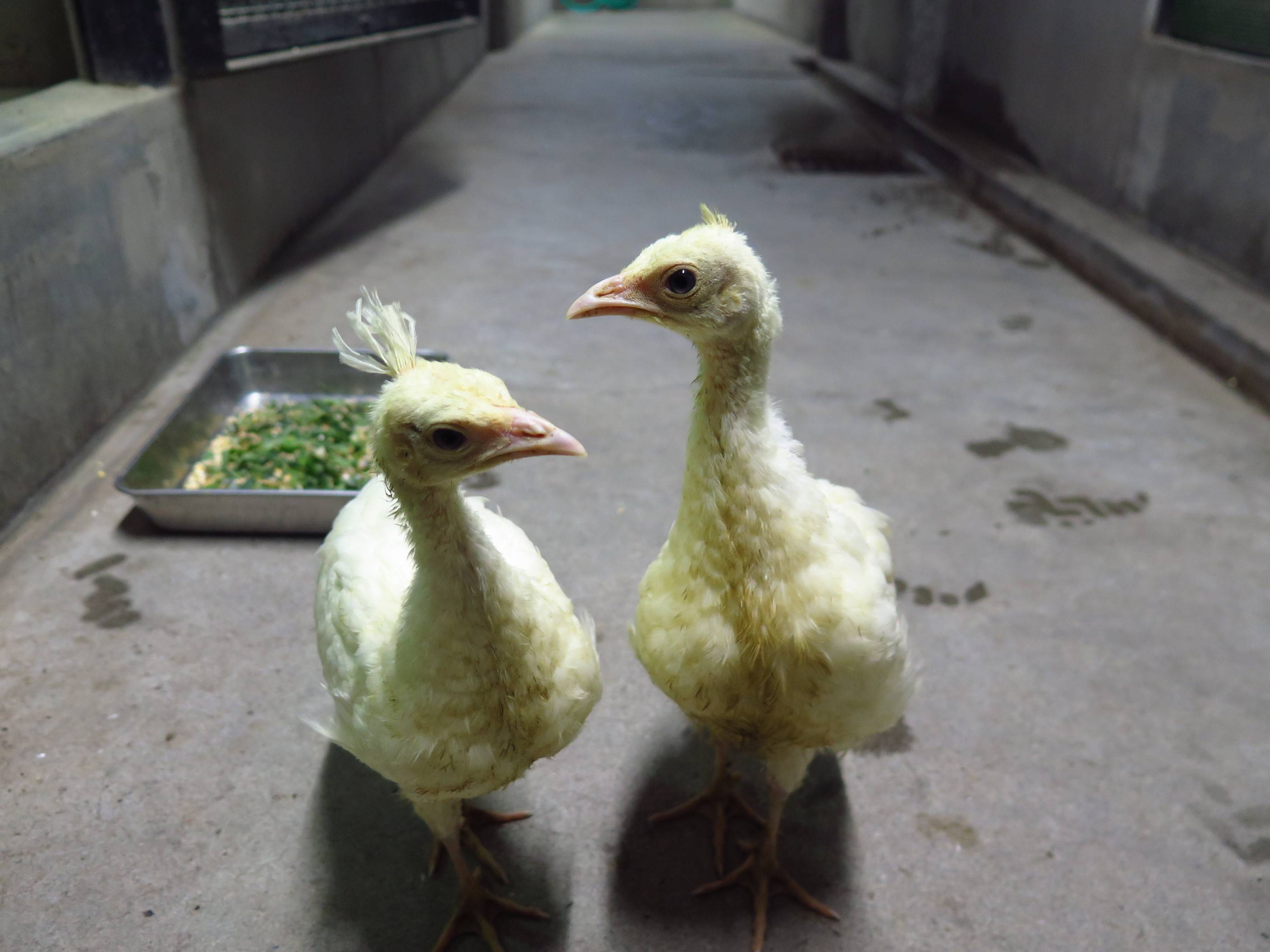 孵化後1ヵ月半。日中は2羽でお散歩.jpg