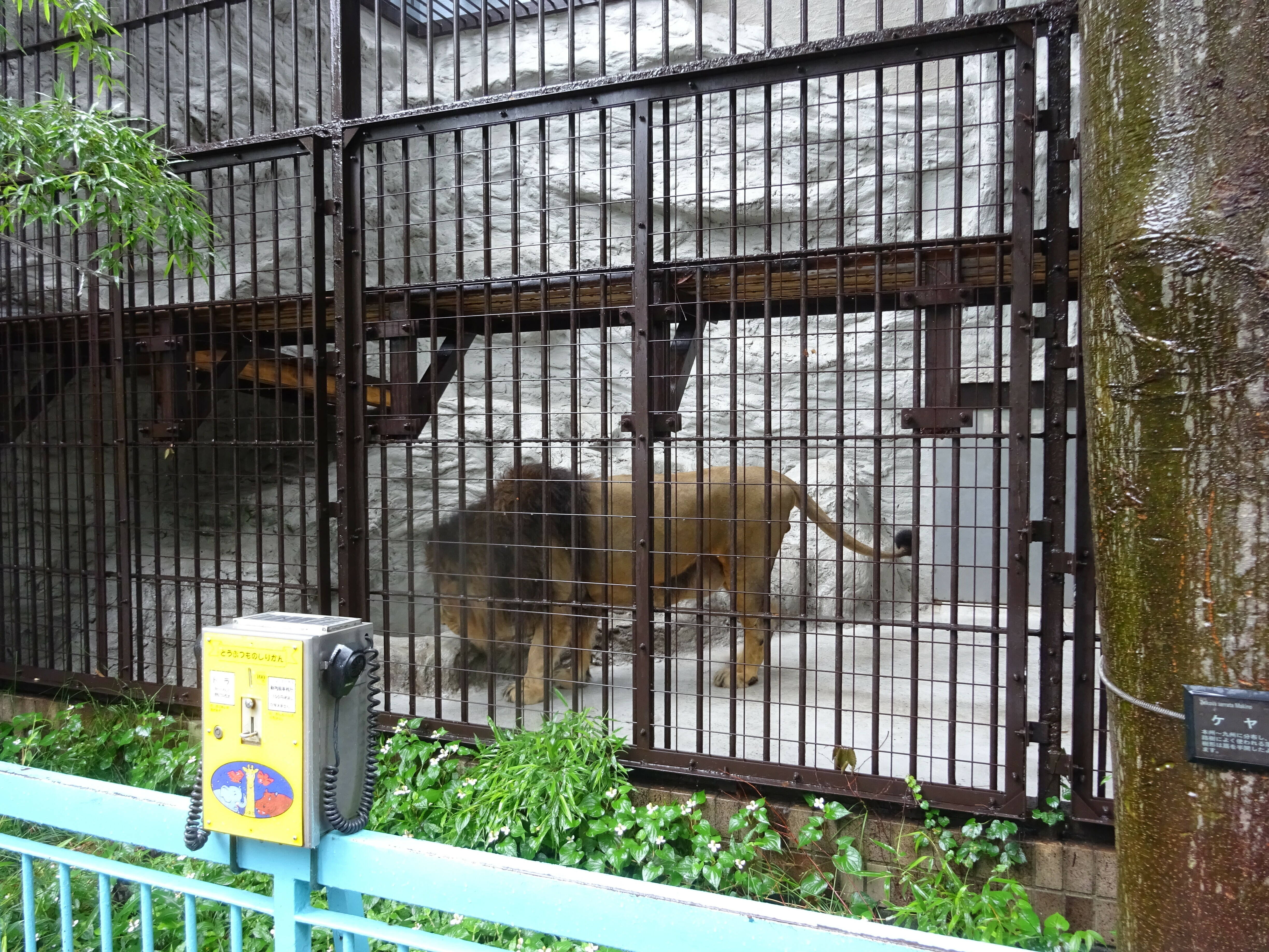 久しぶりに 新鮮な気持ち のげやま とらいおん Try On 野毛山動物園公式サイト 公益財団法人 横浜市緑の協会 久しぶりに 新鮮な気持ち のげやま とらいおん Try On 野毛山動物園公式サイト 公益財団法人 横浜市緑の協会