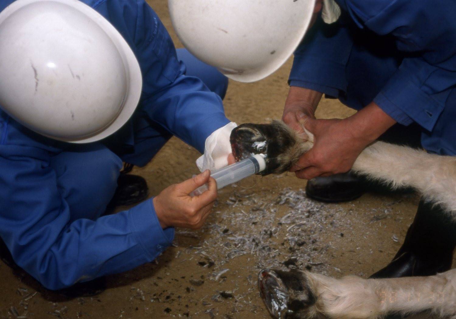 モウコノロバの蹄に薬を注入してるところ.jpg