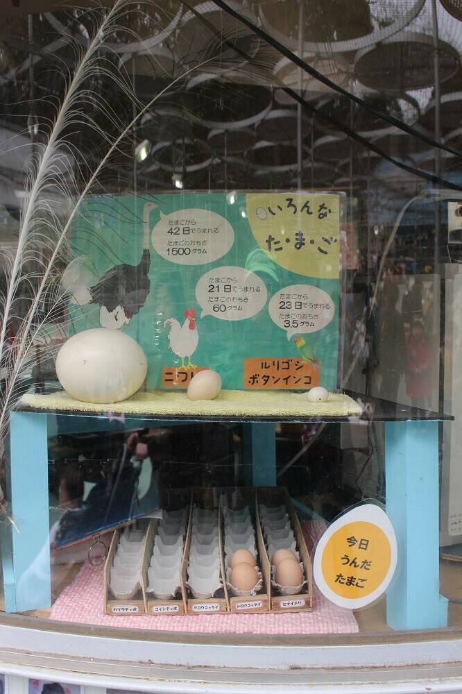 卵展示.jpg