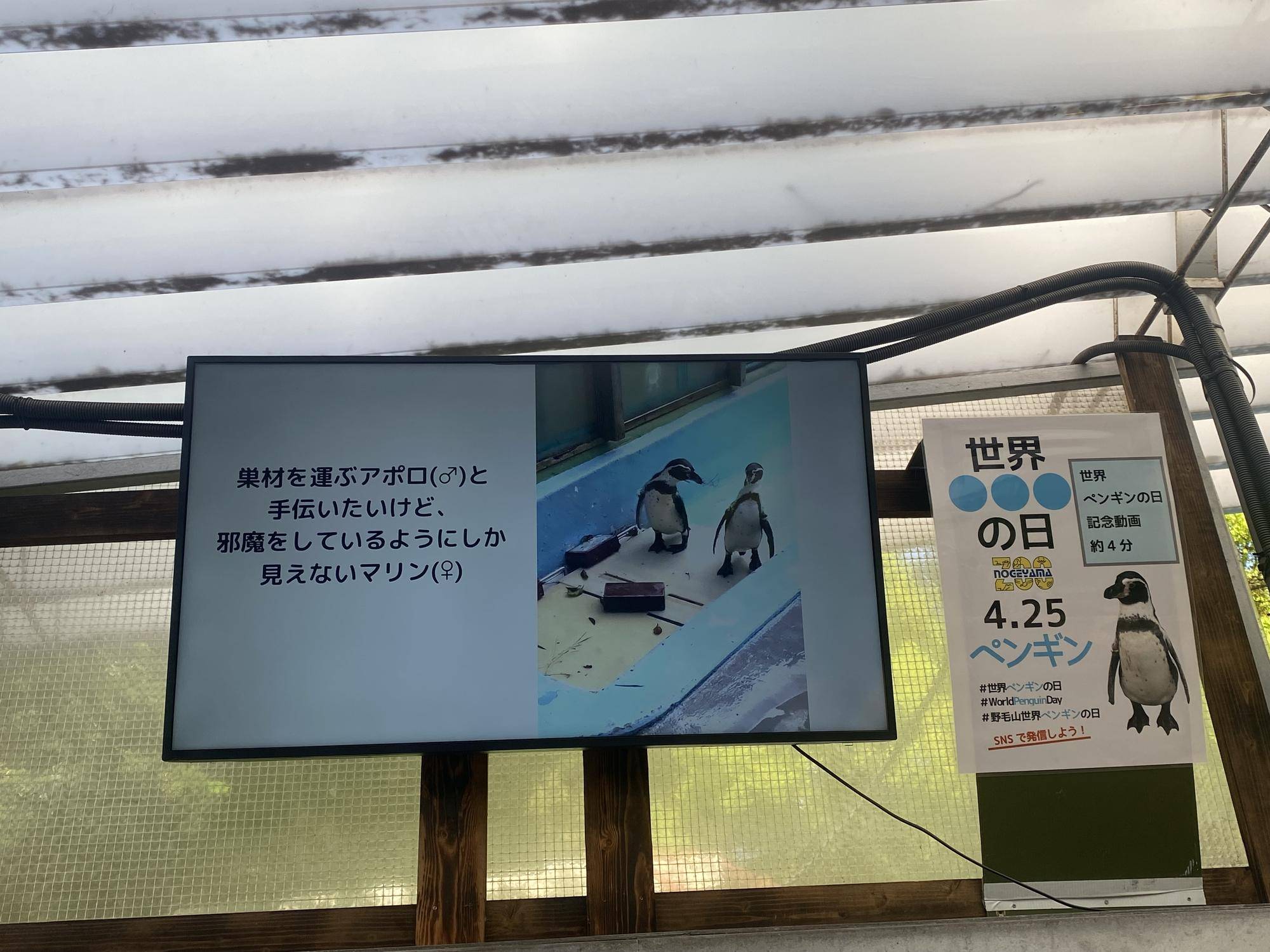 ペンギンの映像を流すモニター.jpg