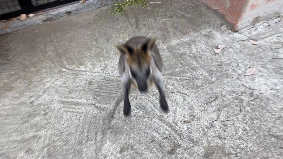 バロンの飛び蹴り (2).jpg