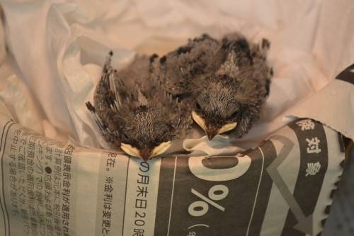 2017 ブログトピック　0819②.jpg