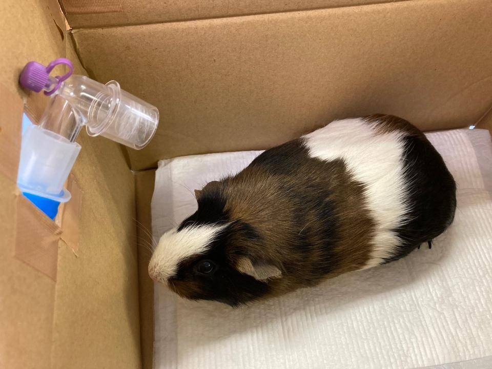 箱の中のモルモット.jpg