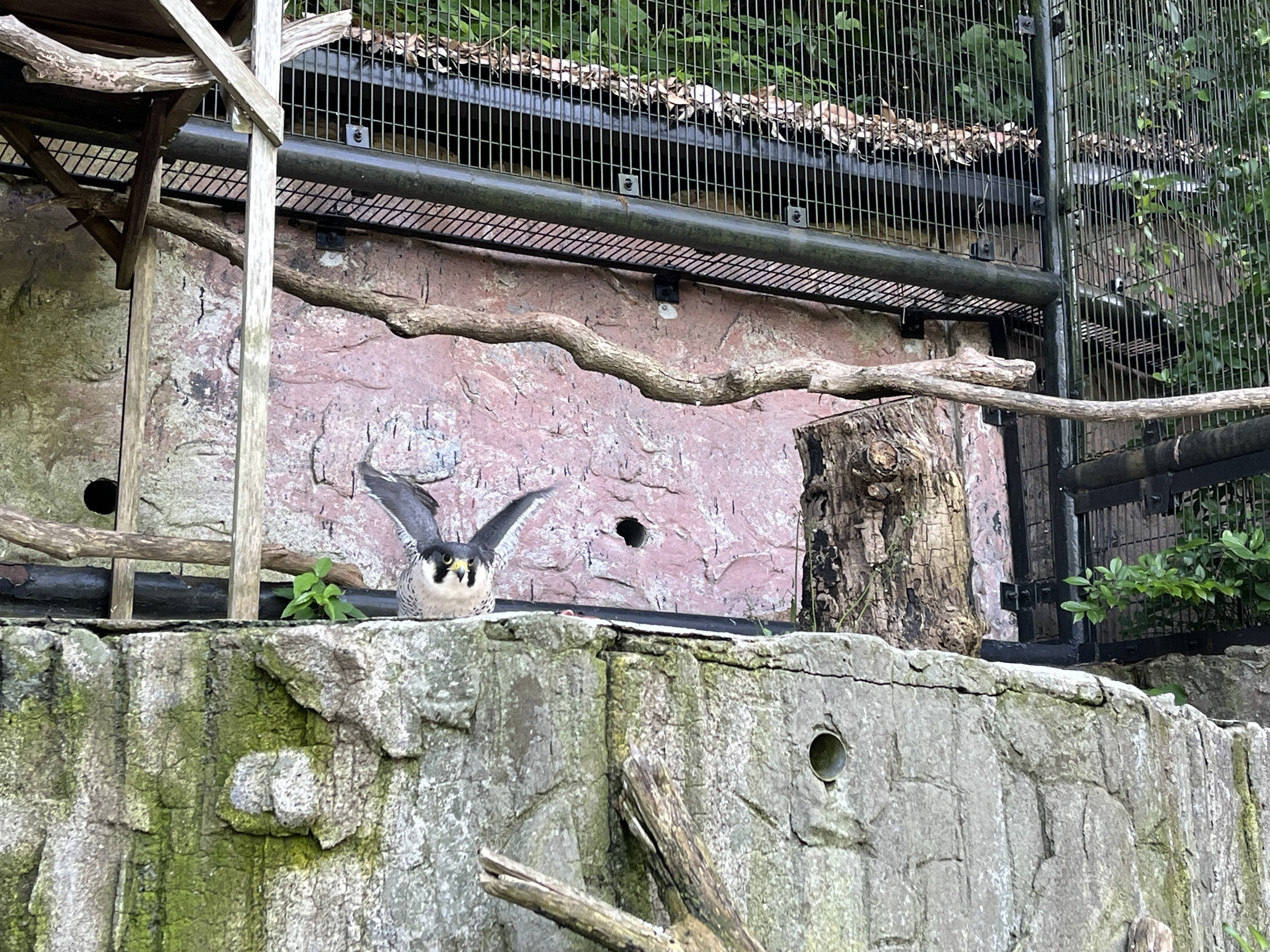 翼を広げ餌に向かうハヤミ2.jpg