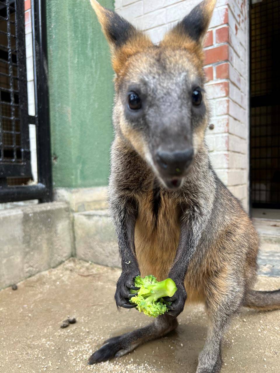 バロンとブロッコリー (3).jpg