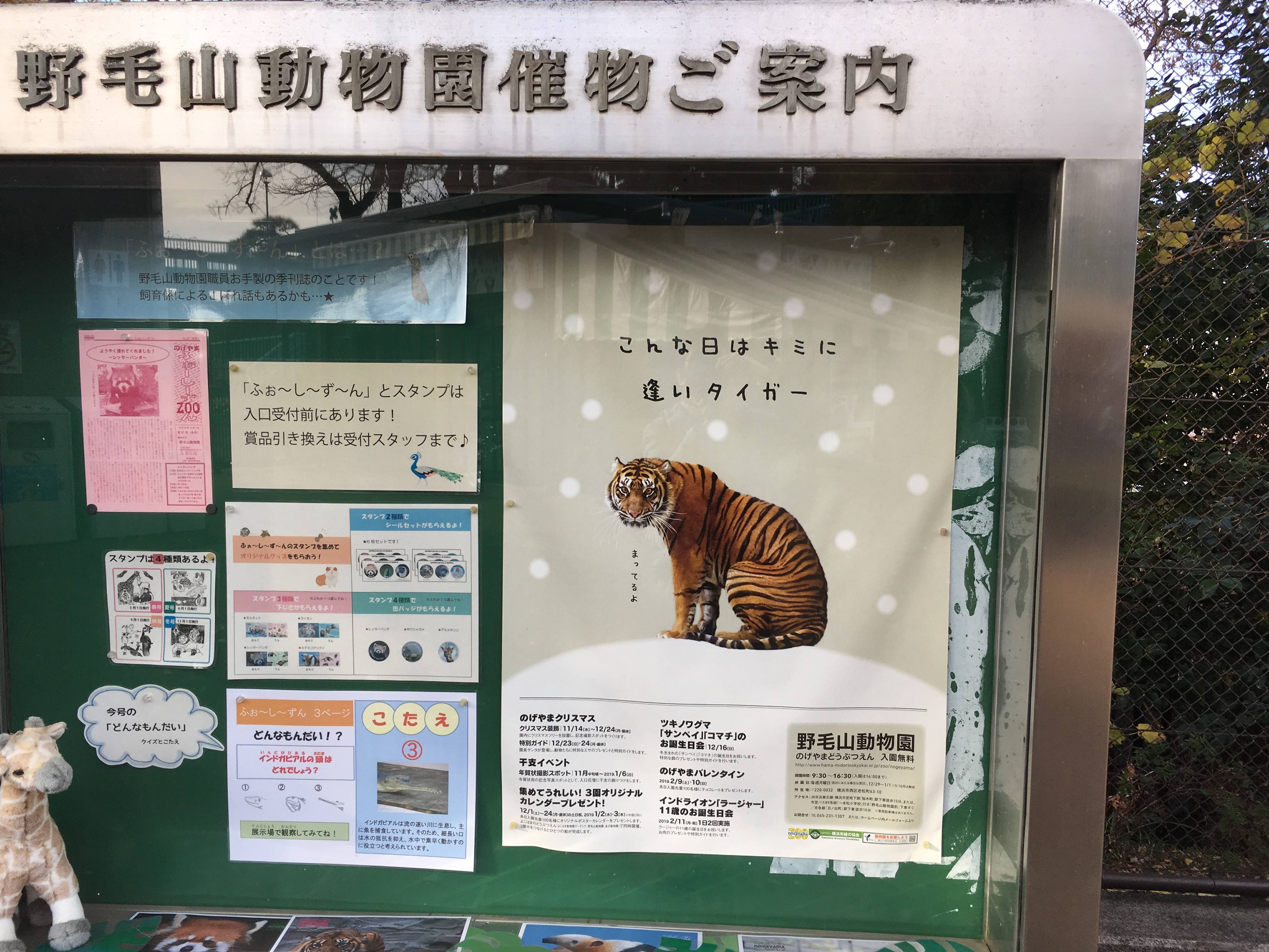 この冬の 顔 です のげやま とらいおん Try On 野毛山動物園公式サイト 公益財団法人 横浜市緑の協会 この冬の 顔 です のげやま とらいおん Try On 野毛山動物園公式サイト 公益財団法人 横浜市緑の協会