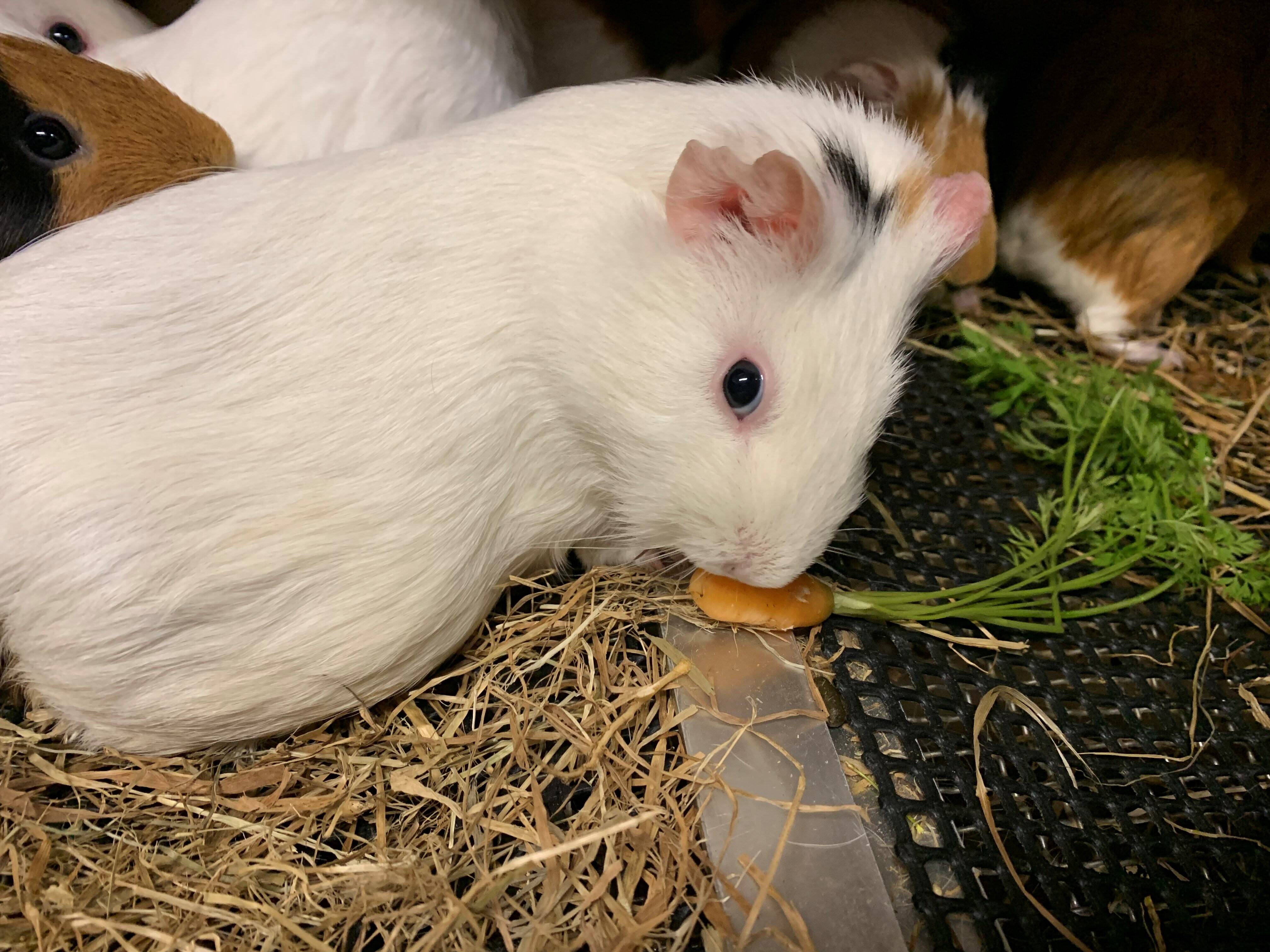 モル 人参②.jpg