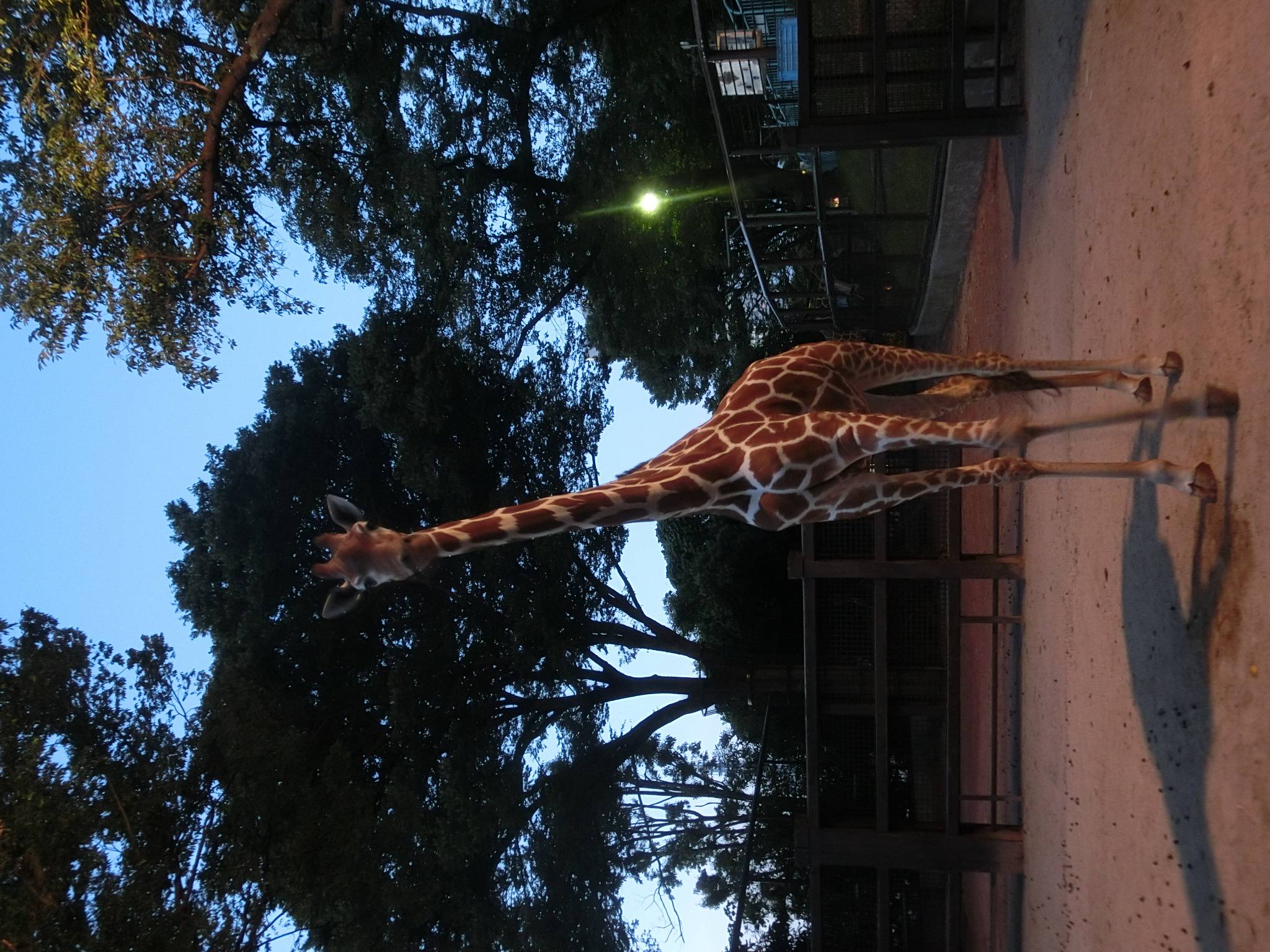 キリンのナイトの様子.jpg