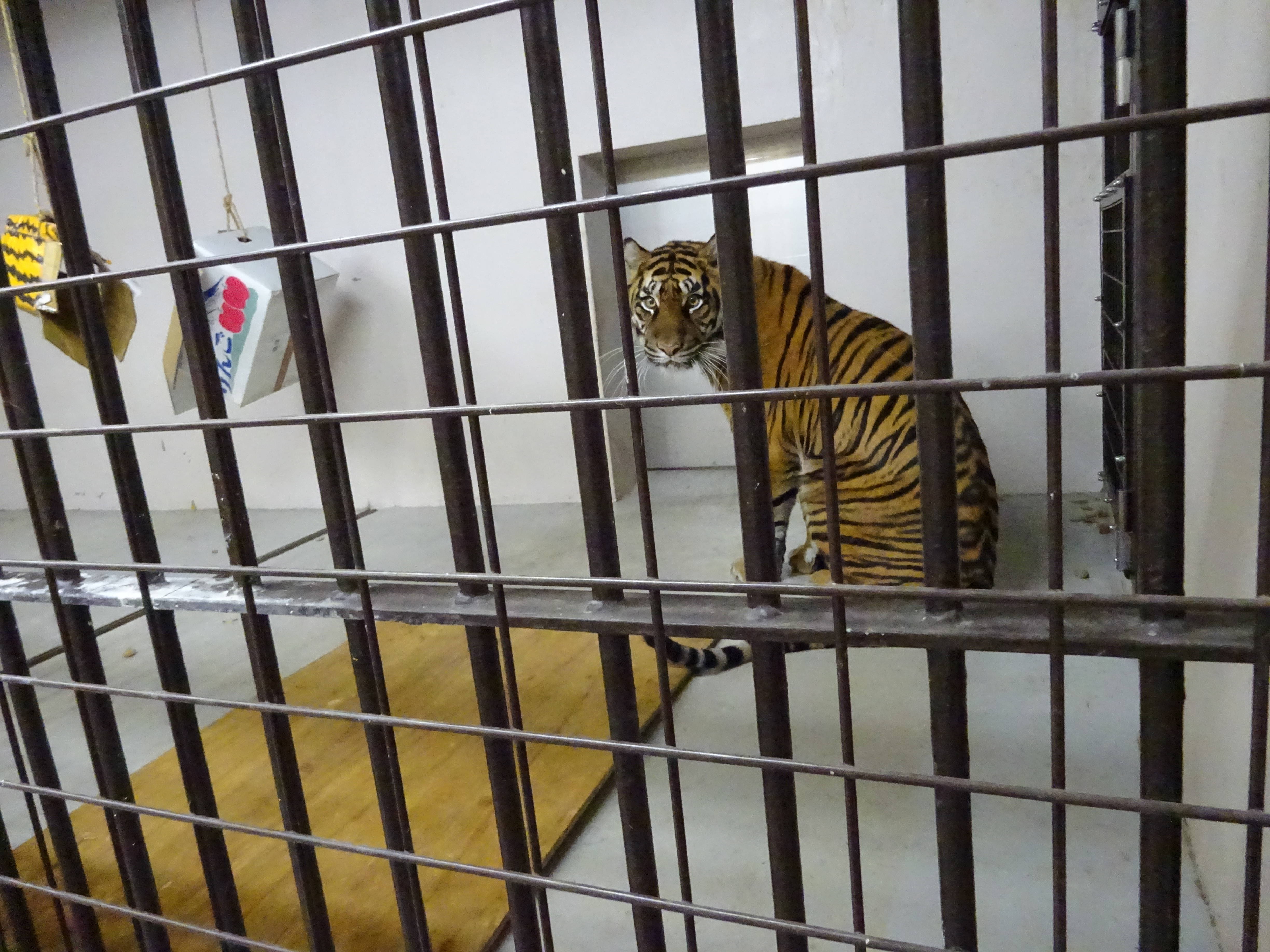 良い子 虎 ですよ のげやま とらいおん Try On 野毛山動物園公式サイト 公益財団法人 横浜市緑の協会 良い子 虎 ですよ のげやま とらいおん Try On 野毛山動物園公式サイト 公益財団法人 横浜市緑の協会