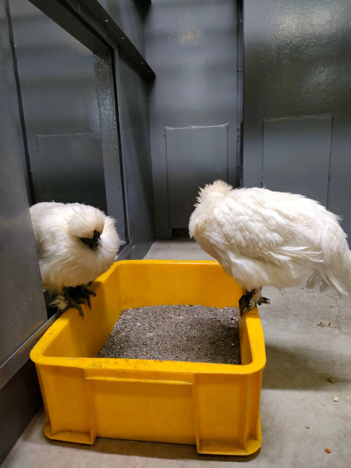 向かい合って寝ている2羽