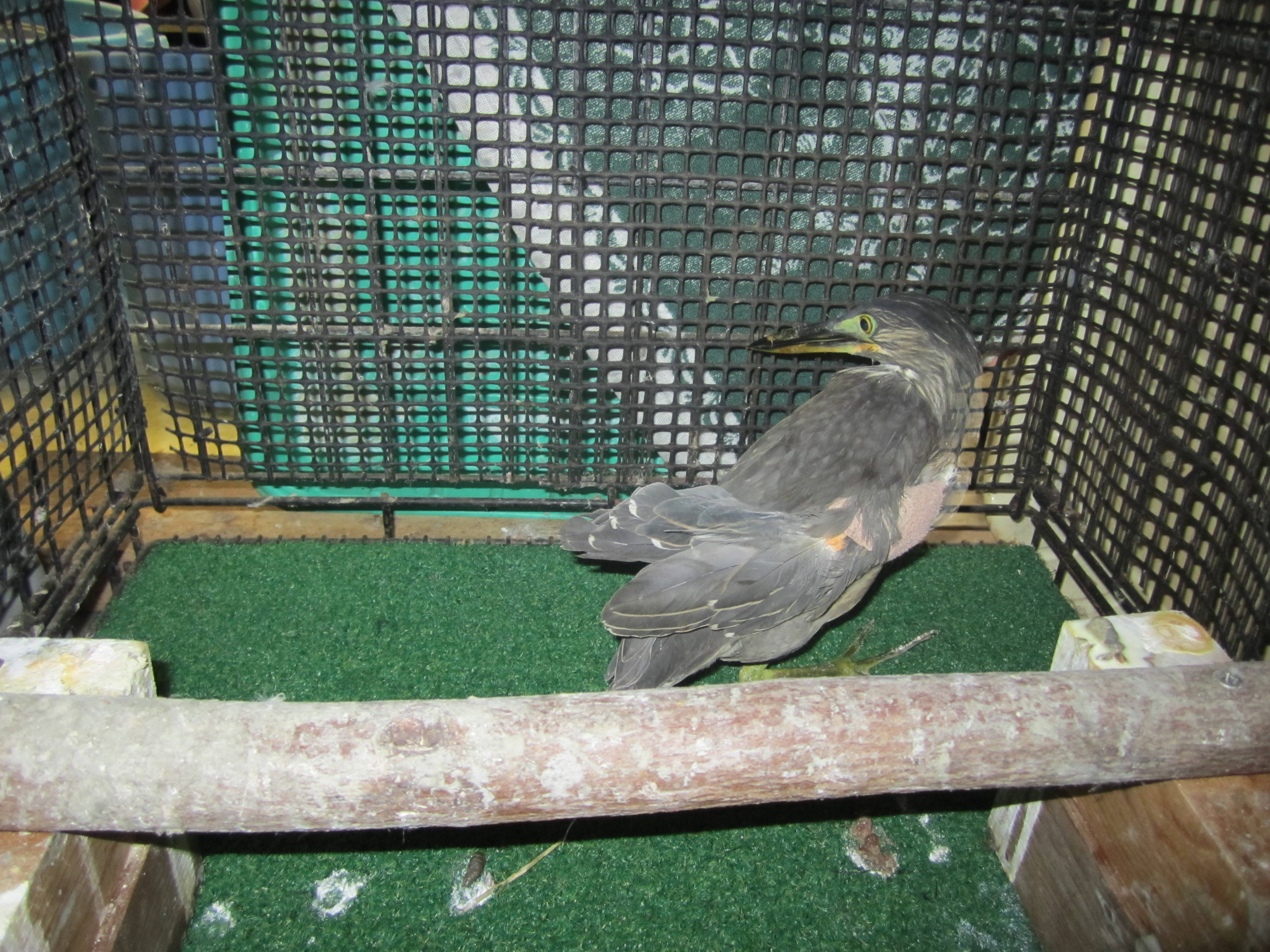 この鳥 何の鳥 動物トピックス 野毛山動物園公式サイト 公益財団法人 横浜市緑の協会