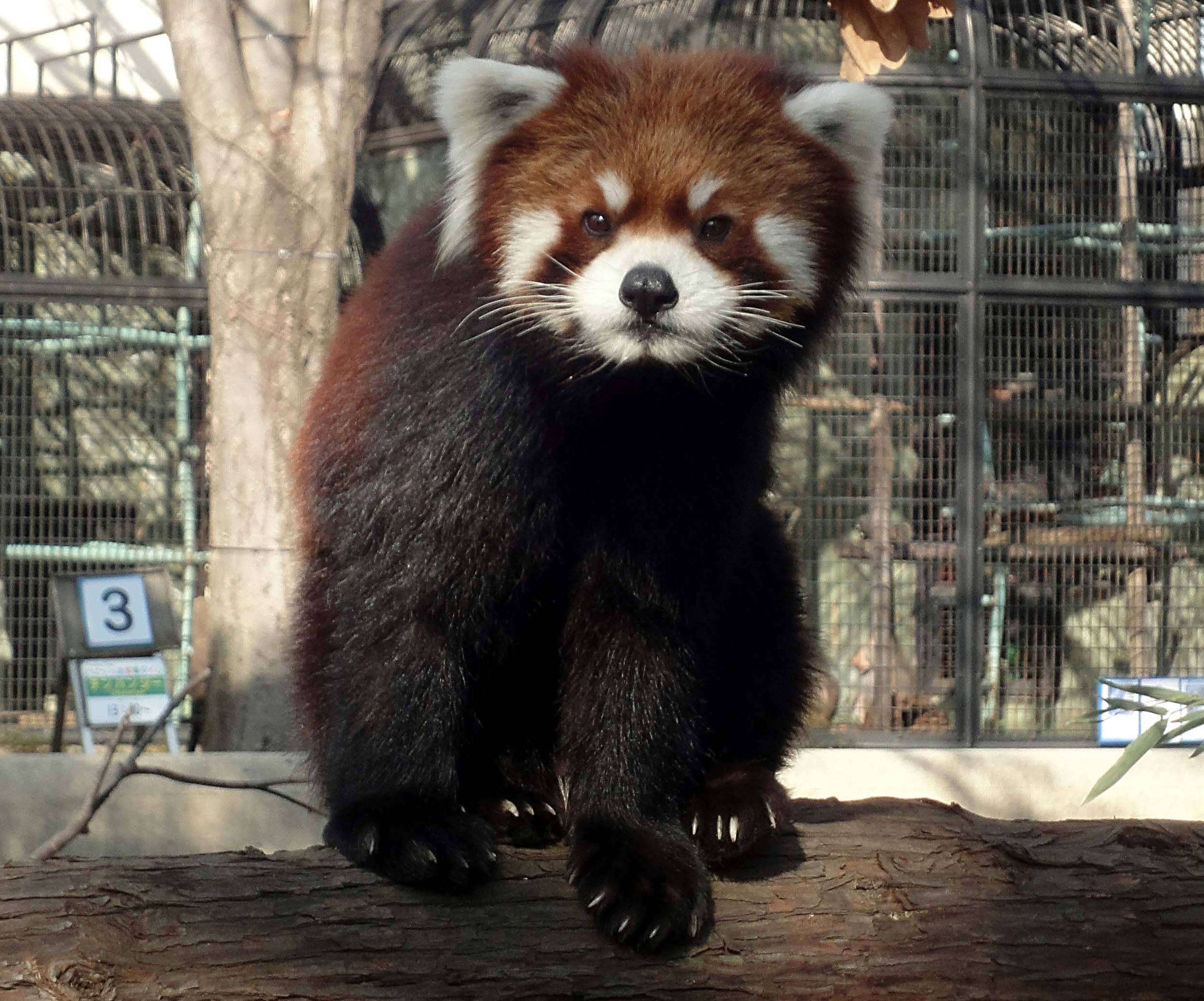 【レッサーパンダ】【2点まとめ】 mqdefault.jpg