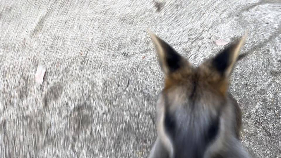 バロンの飛び蹴り (3).jpg