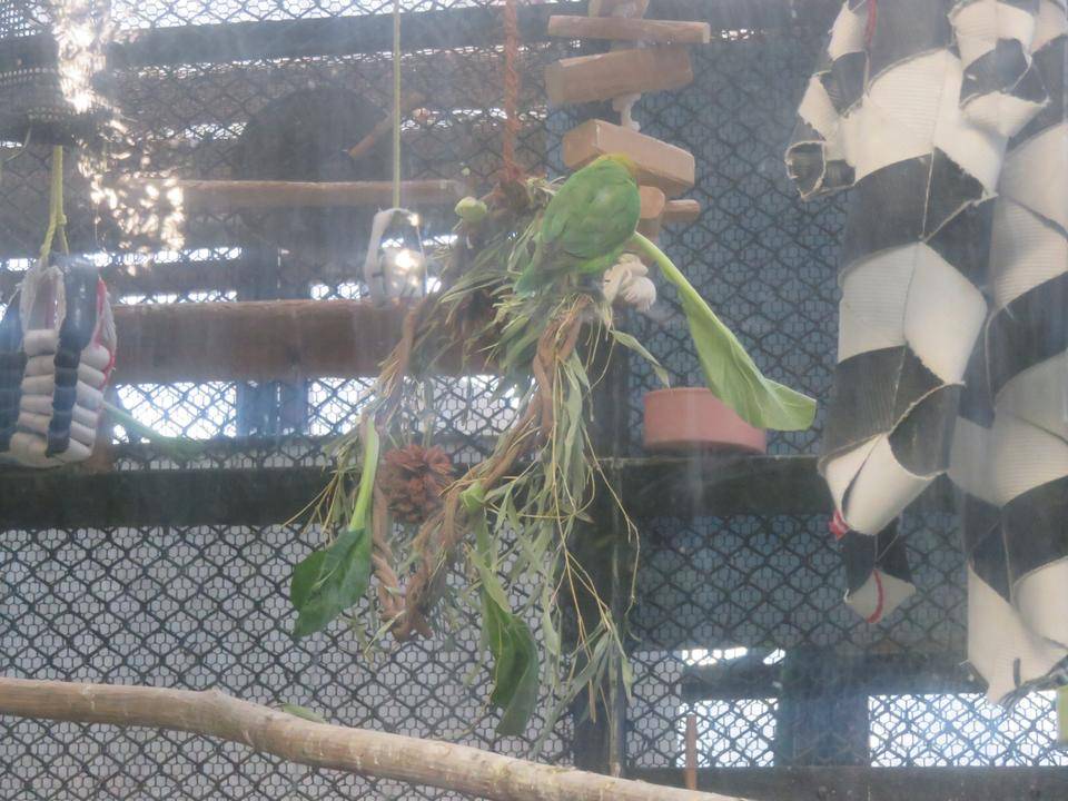 インコがリースをヨジヨジ登るpart4