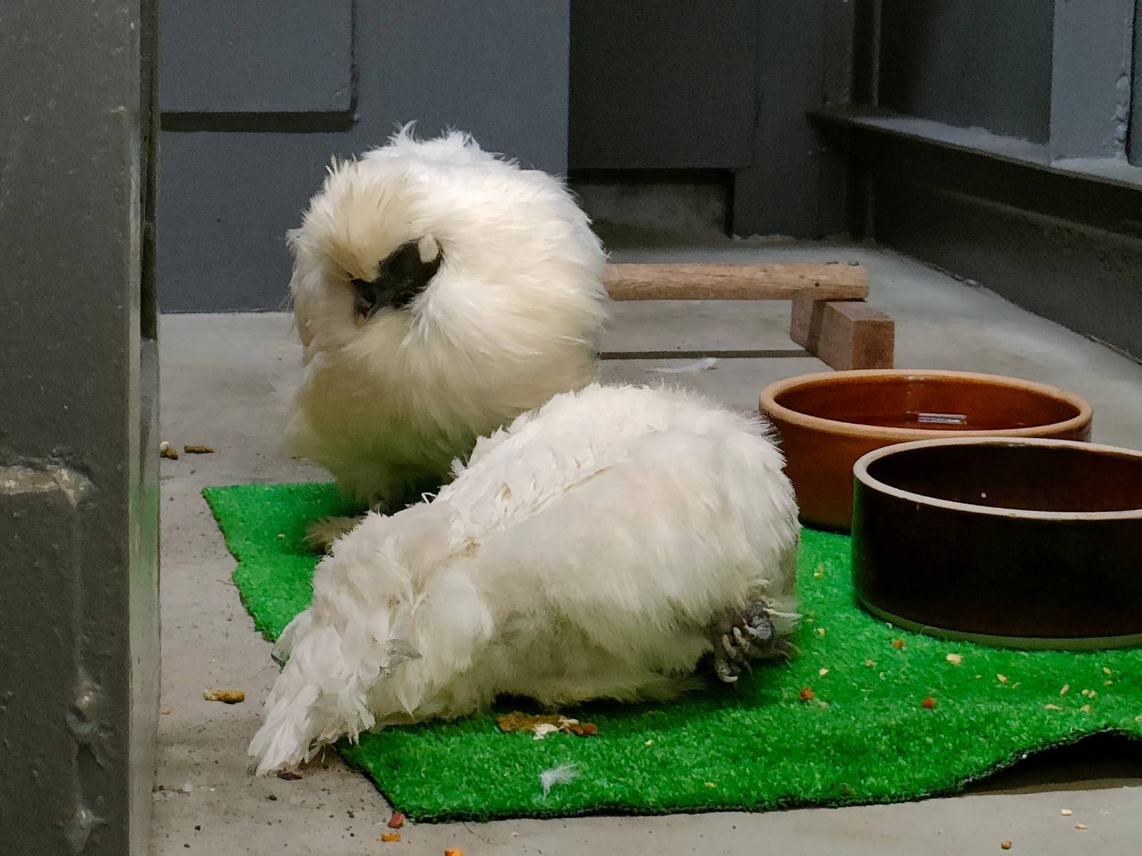 くっついて寝ている2羽