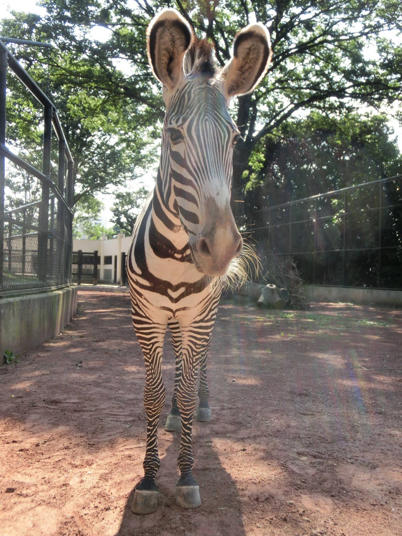 ココロ 再び大展示場に挑む 動物トピックス 野毛山動物園公式サイト 公益財団法人 横浜市緑の協会 ココロ 再び大展示場に挑む 動物トピックス 野毛山動物園公式サイト 公益財団法人 横浜市緑の協会