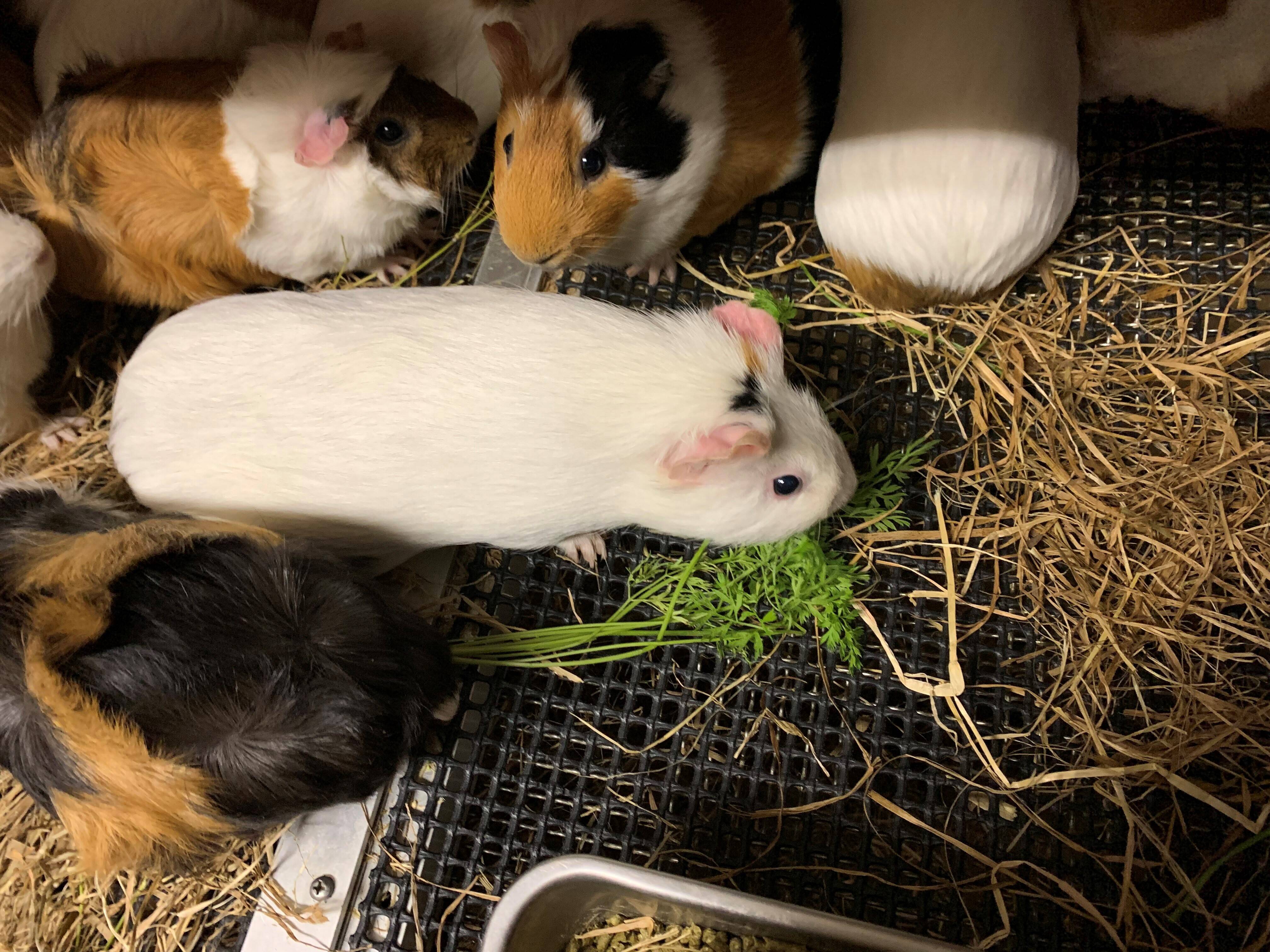 モル 人参①.jpg