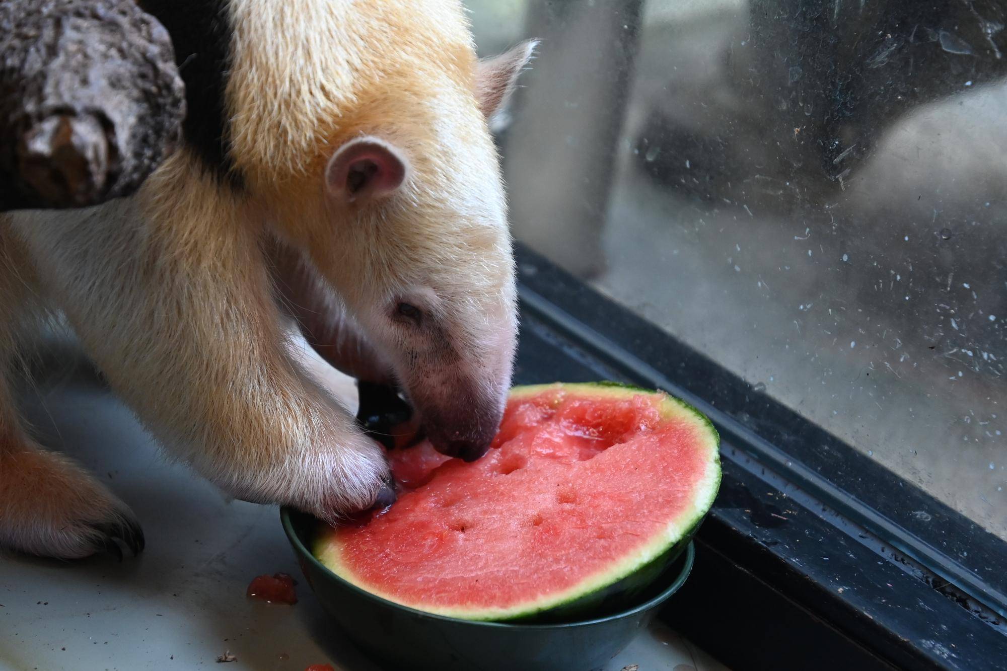コアリクイ雌のアンが野毛山動物園で初めてのスイカを食べ始めたところ.jpg