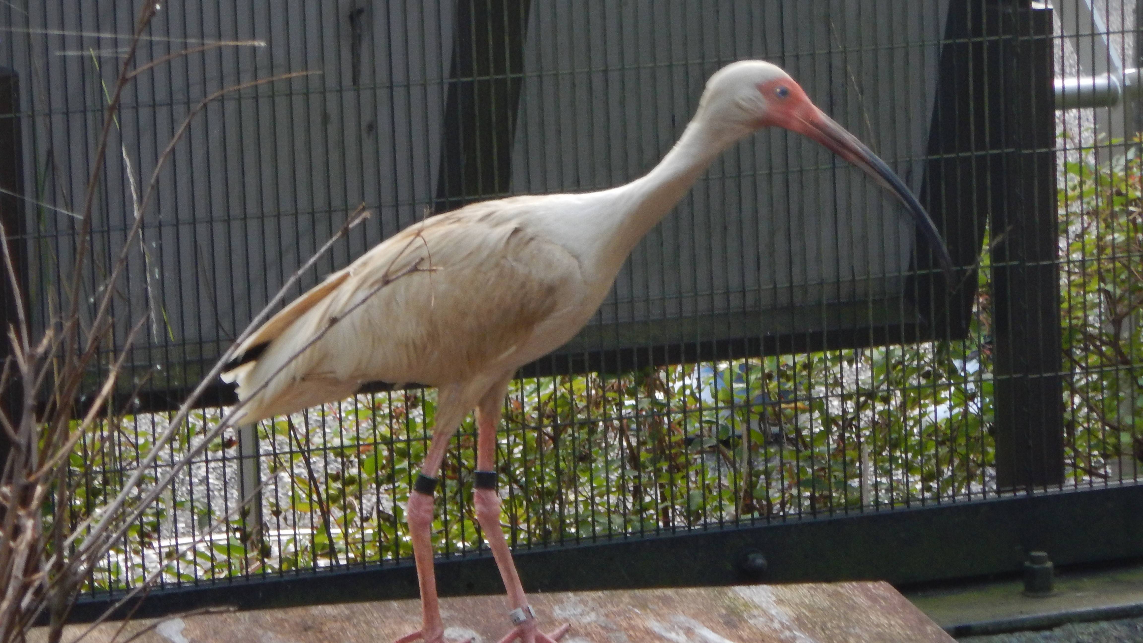 大好物のワカサギを狙っているシロトキ