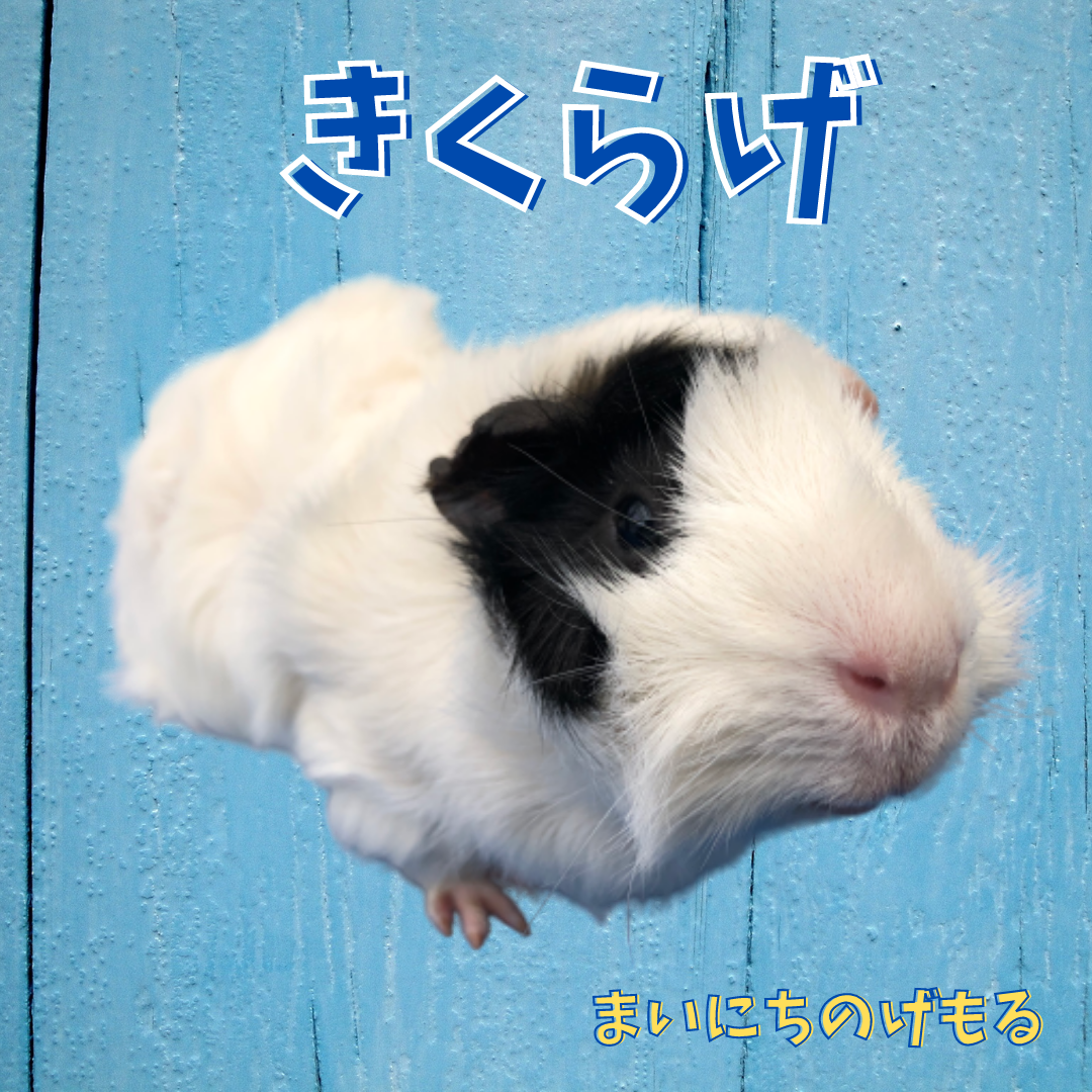 きくらげ.png
