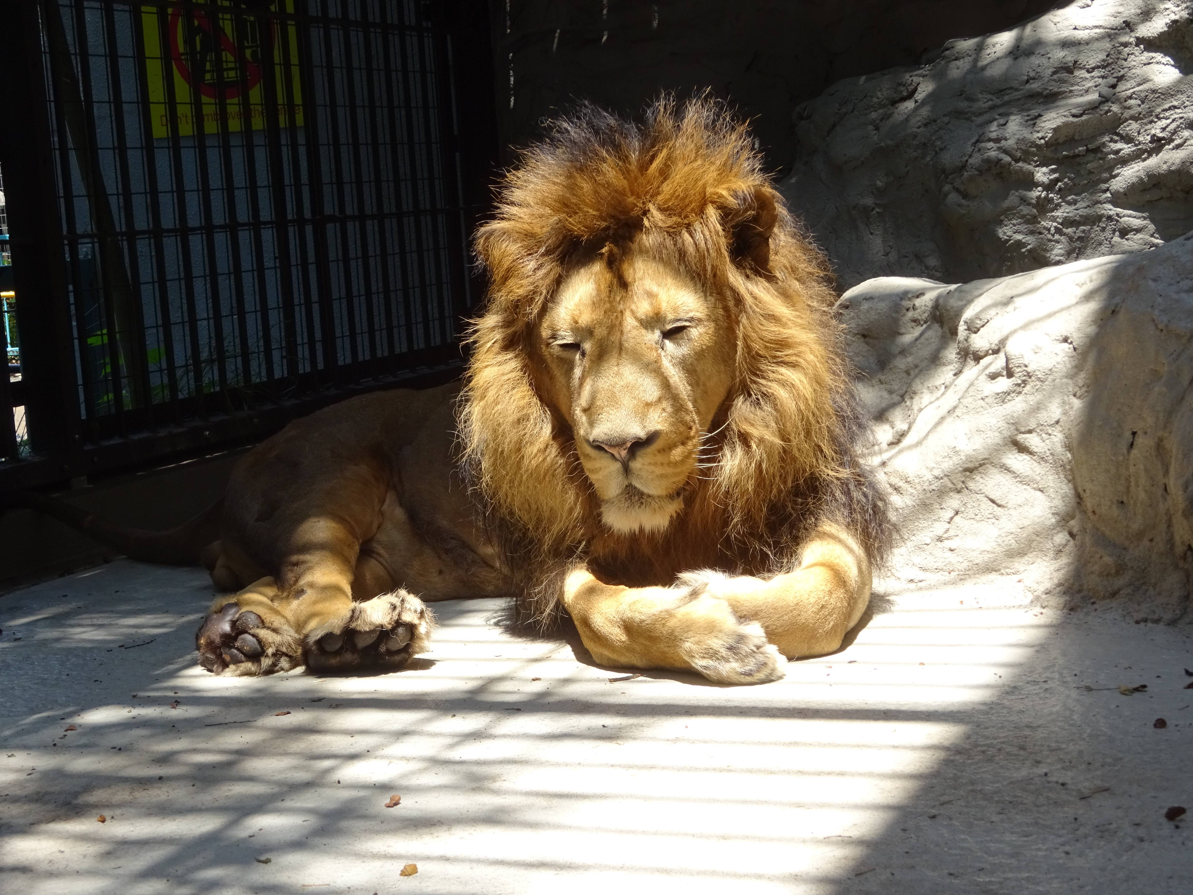 はやく帰ってきて のげやま とらいおん Try On 野毛山動物園公式サイト 公益財団法人 横浜市緑の協会