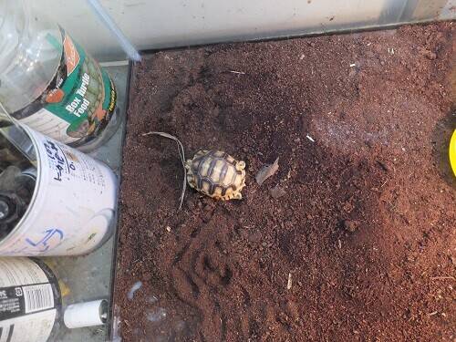 世にも奇妙なカメの卵|レプ担当のれぷ｜ブログ|野毛山動物園公式