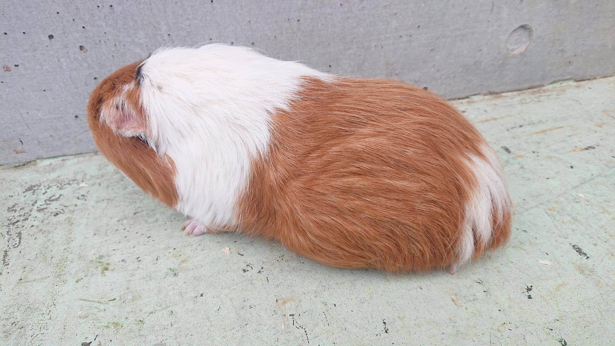 あなたのユニークなペットにぴったりの 120 モルモットの名前