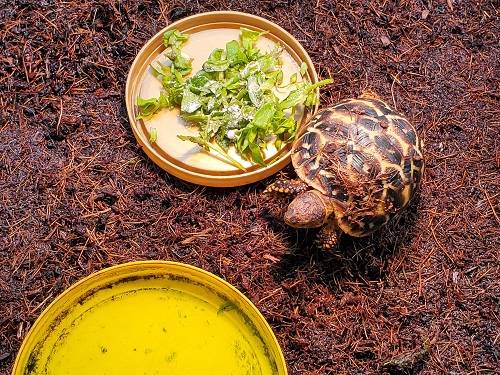 昨年度繁殖したカメ レプ担当のれぷブログ 野毛山動物園公式サイト 公益財団法人 横浜市緑の協会