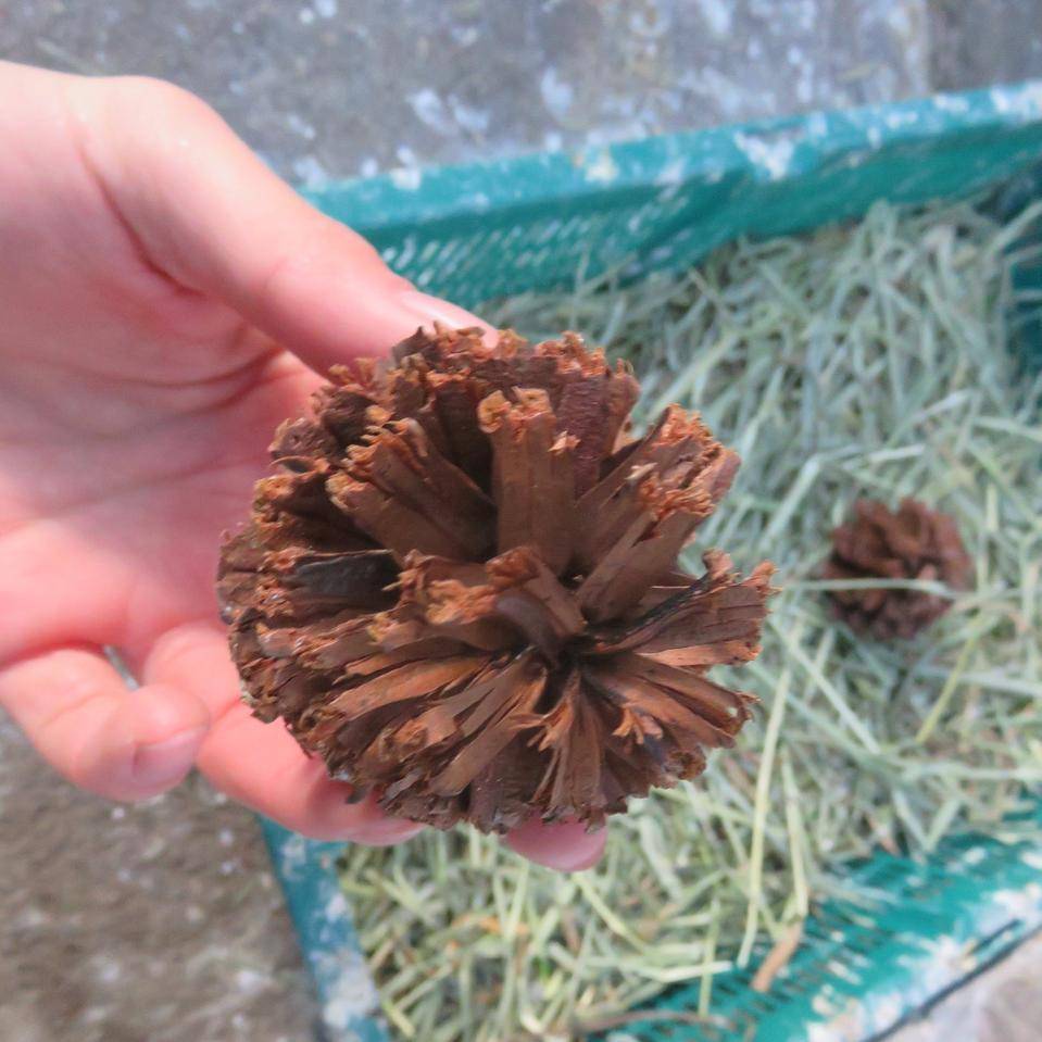 齧られた松ぼっくりpart1