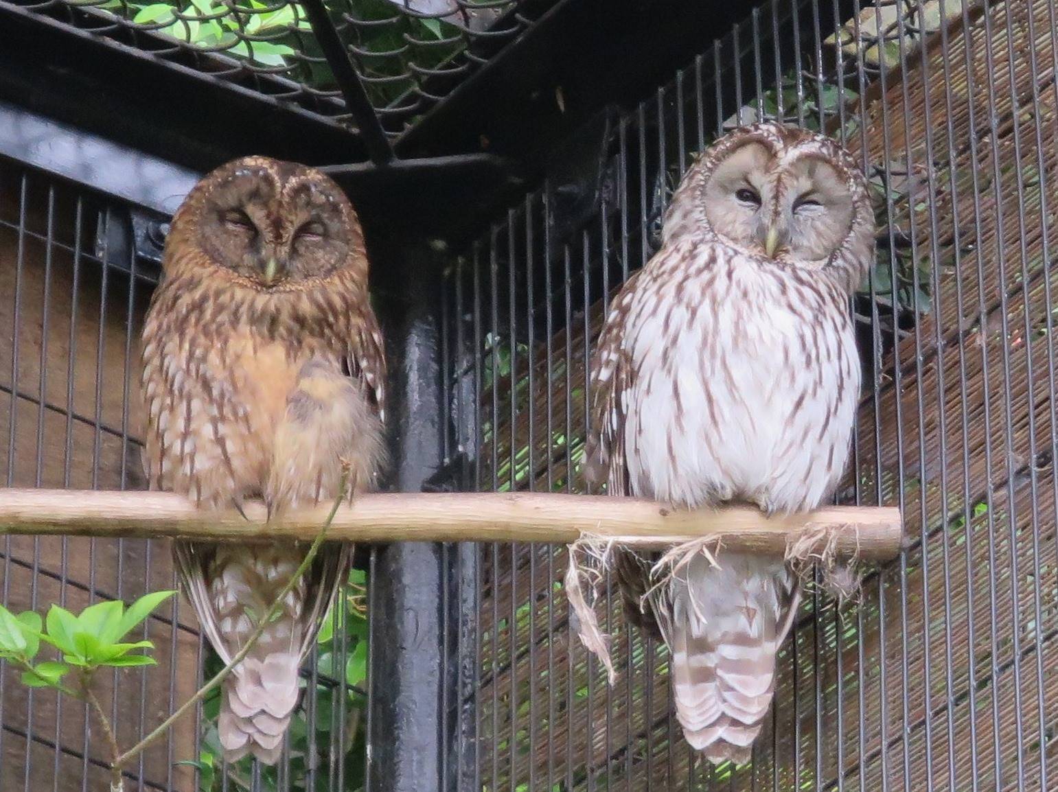 フクロウのフクジとフクハです 動物トピックス 野毛山動物園公式サイト 公益財団法人 横浜市緑の協会