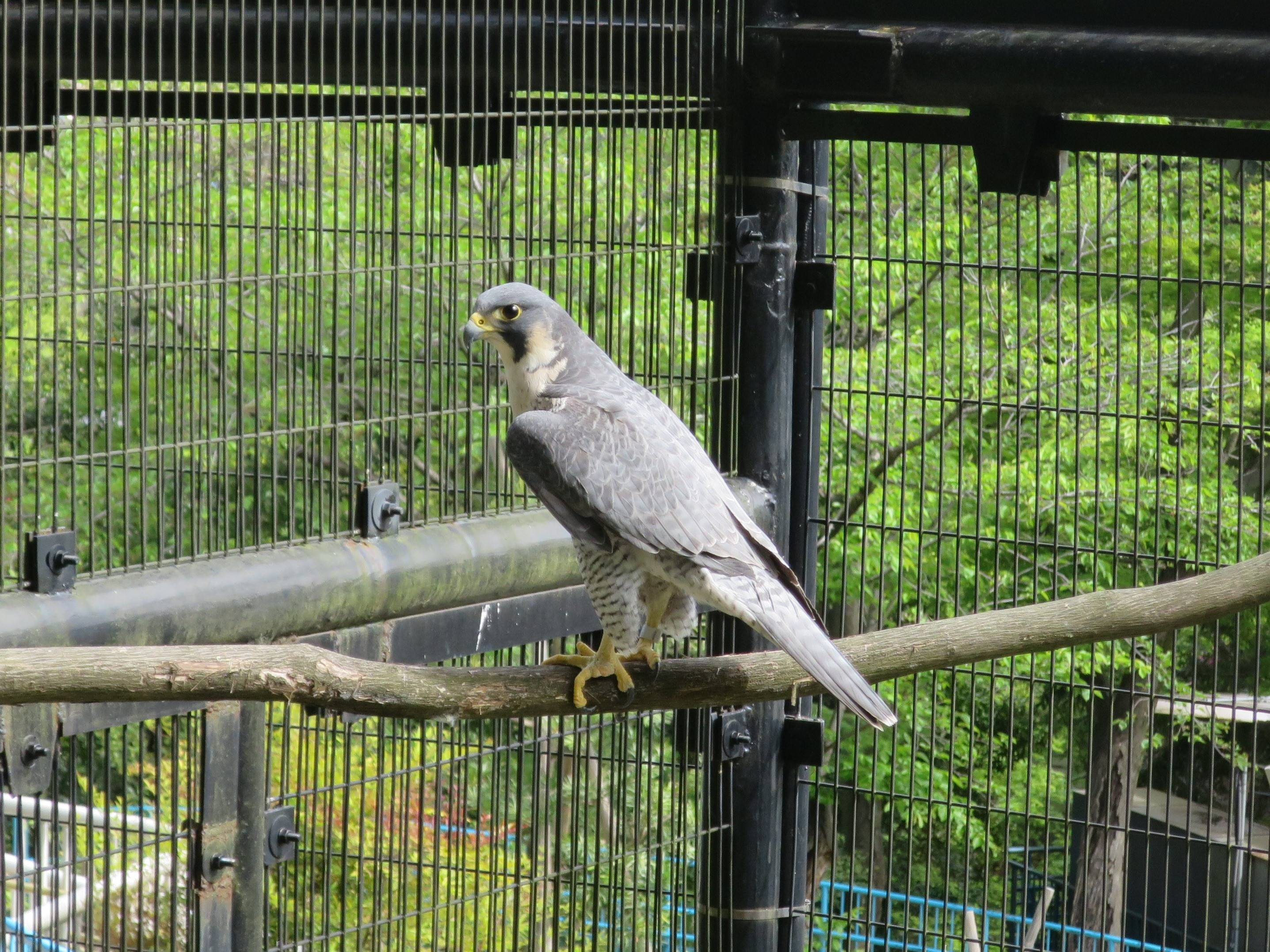 ハヤブサのハヤミです 動物トピックス 野毛山動物園公式サイト 公益財団法人 横浜市緑の協会