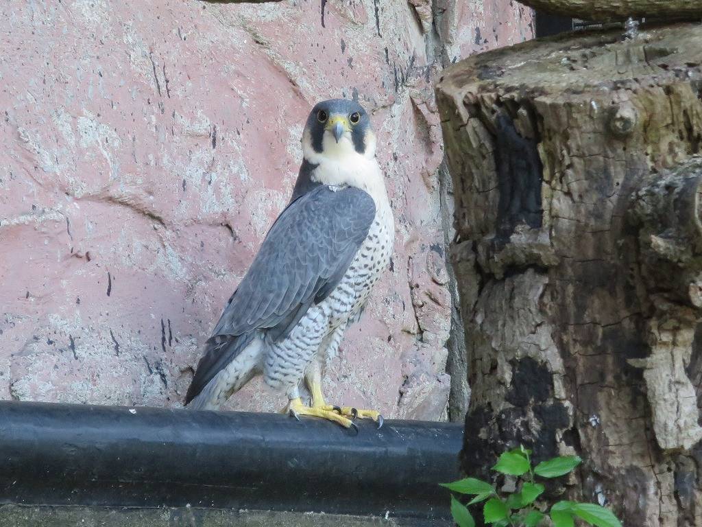 ハヤブサのハヤミです 動物トピックス 野毛山動物園公式サイト 公益財団法人 横浜市緑の協会