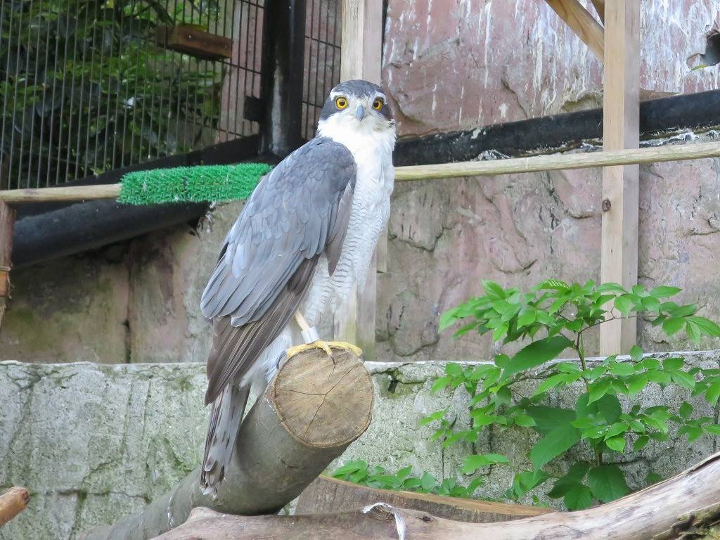 ハヤブサのハヤミです 動物トピックス 野毛山動物園公式サイト 公益財団法人 横浜市緑の協会 ハヤブサのハヤミです 動物トピックス 野毛山動物園公式サイト 公益財団法人 横浜市緑の協会
