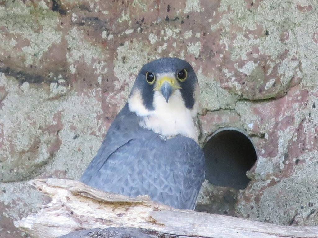 ハヤブサのハヤミです 動物トピックス 野毛山動物園公式サイト 公益財団法人 横浜市緑の協会